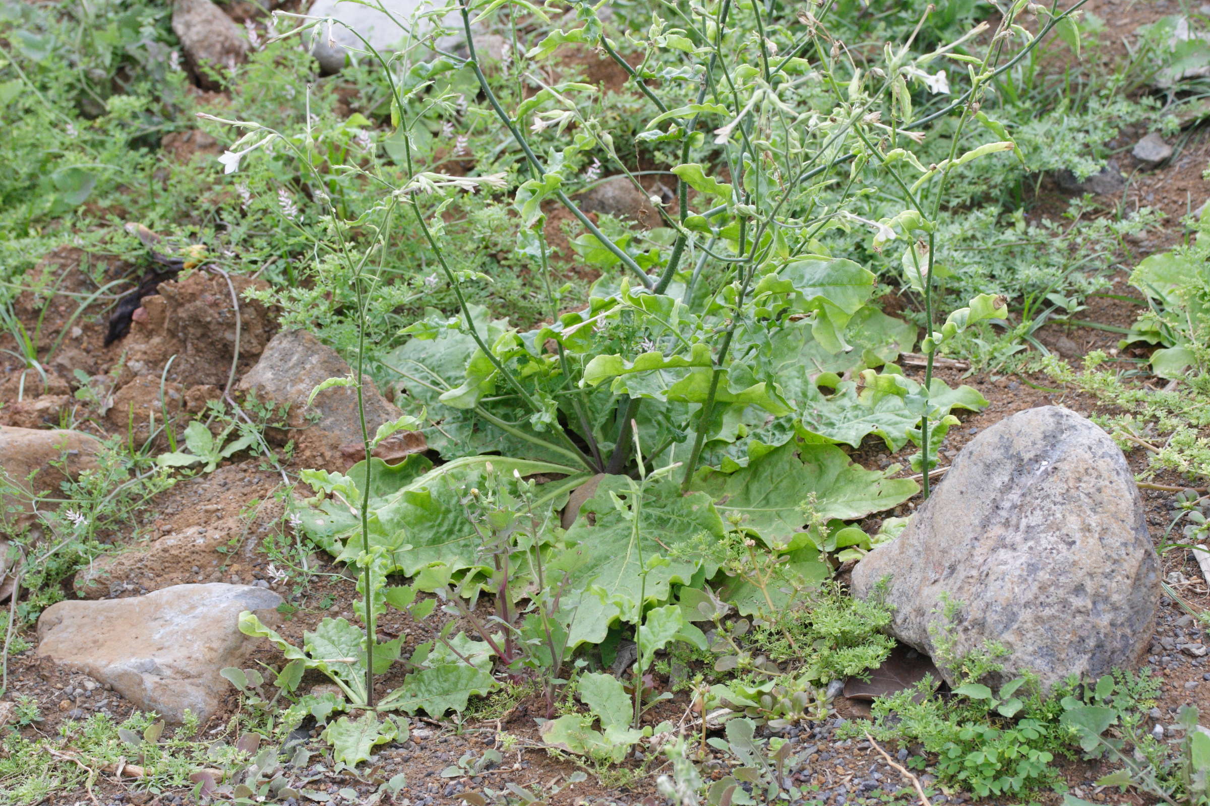 nicotiana_plumbaginifolia2md