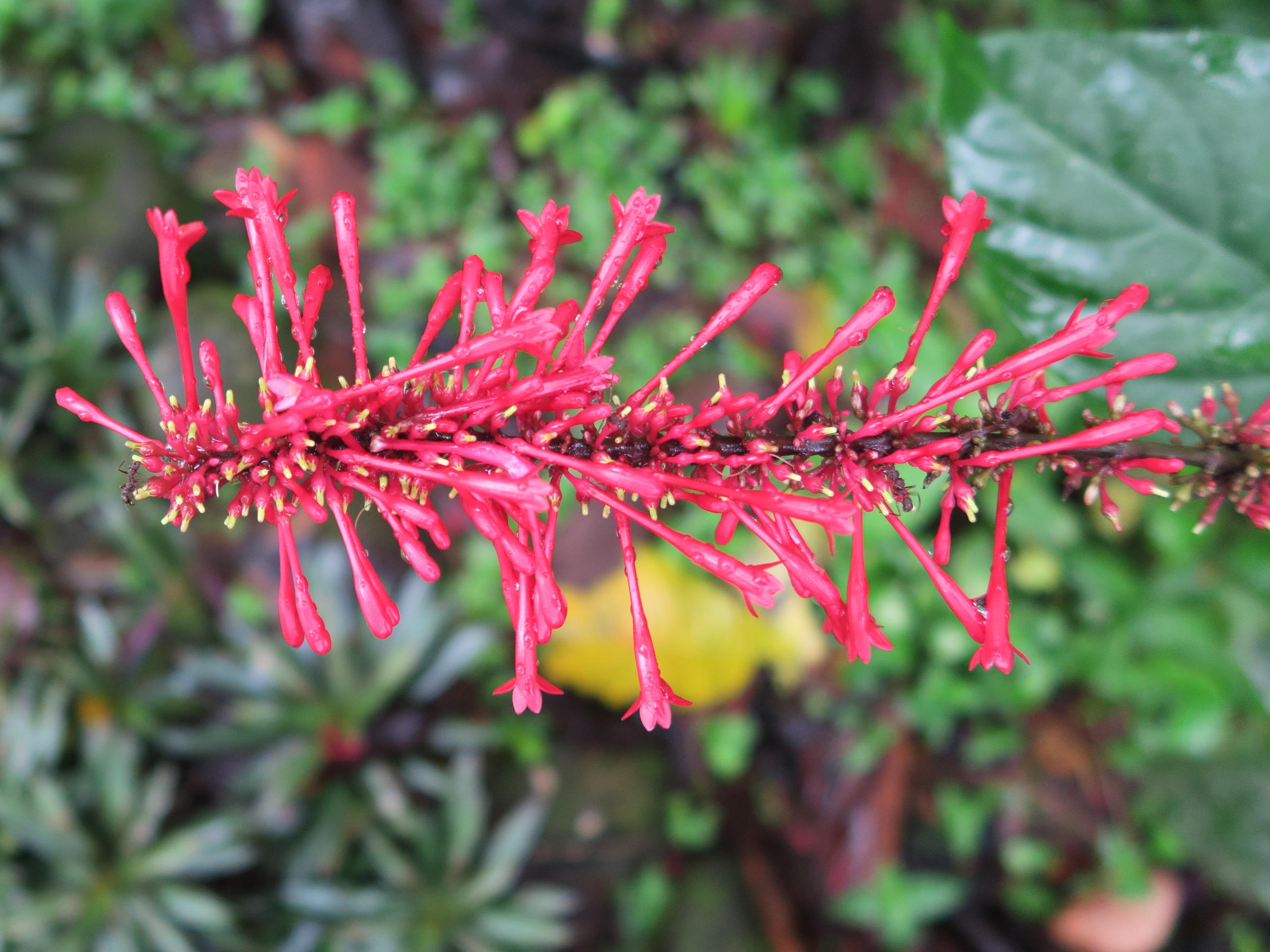 odontonema_cuspidatum5md