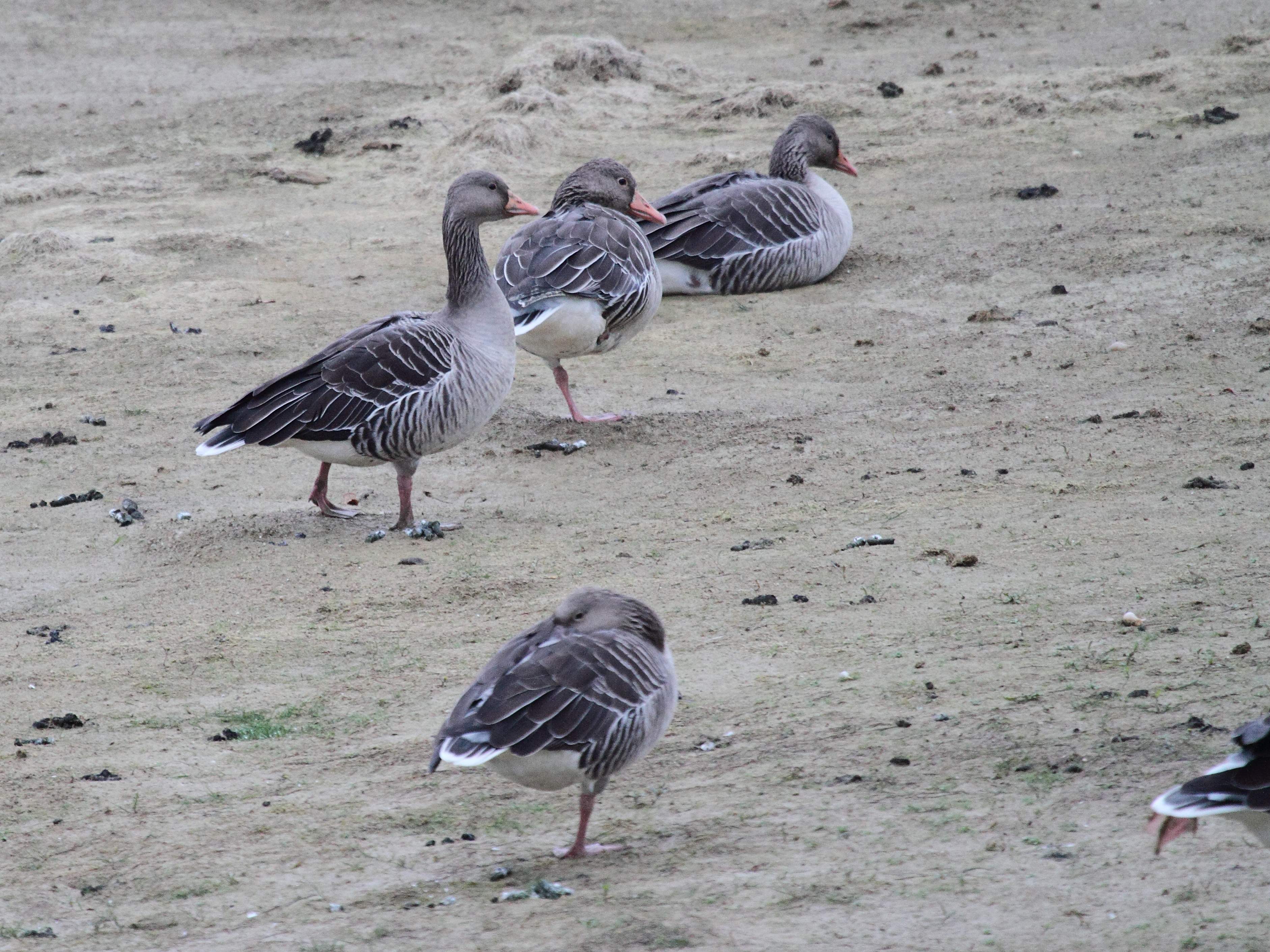 oie_cendree_-_anser_anser1bd