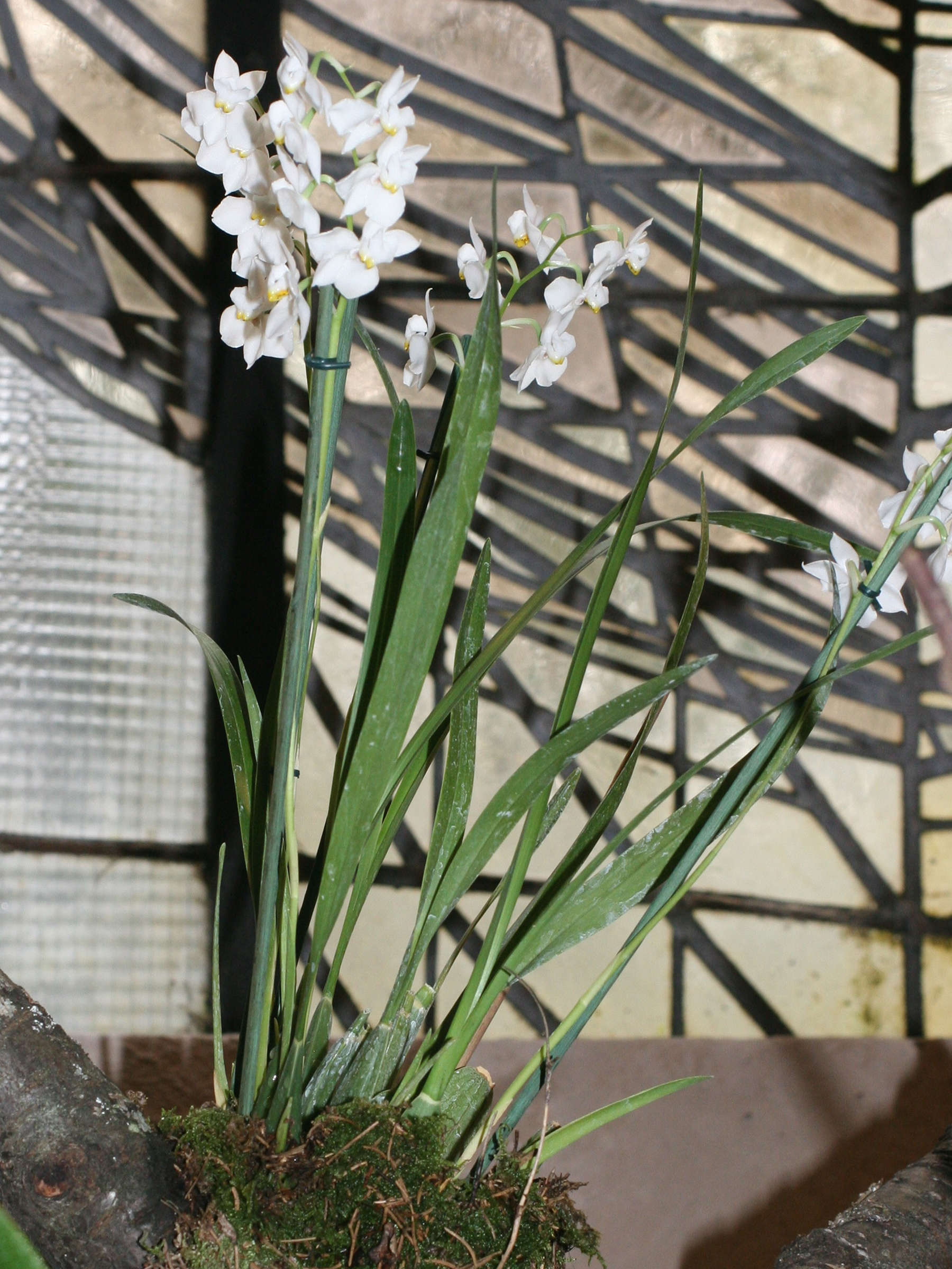 osmoglossum_pulchellum3md