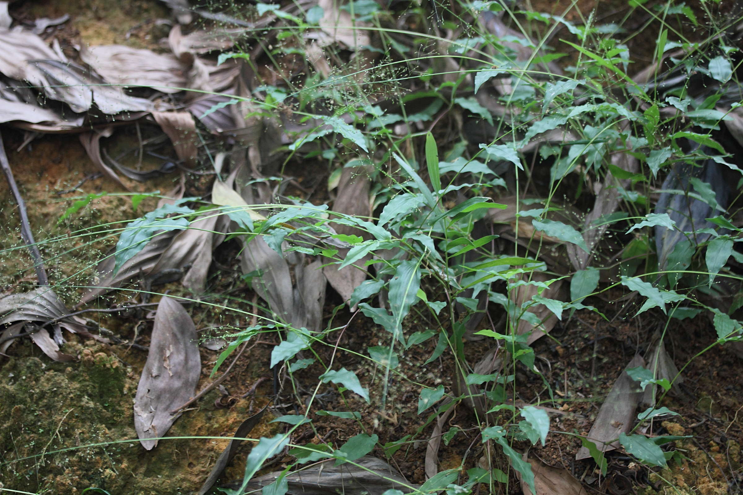 panicum_brevifolium1md