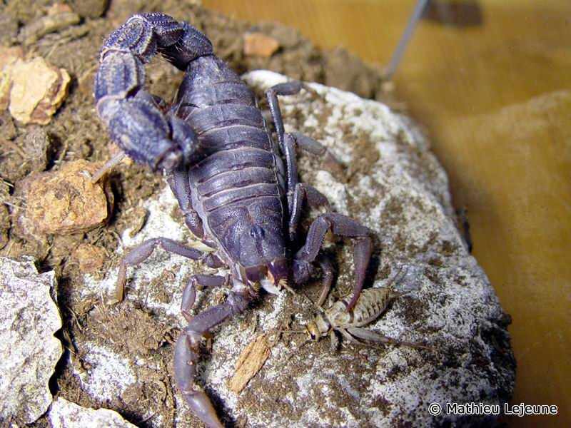 parabuthus_transvaalicus4ml