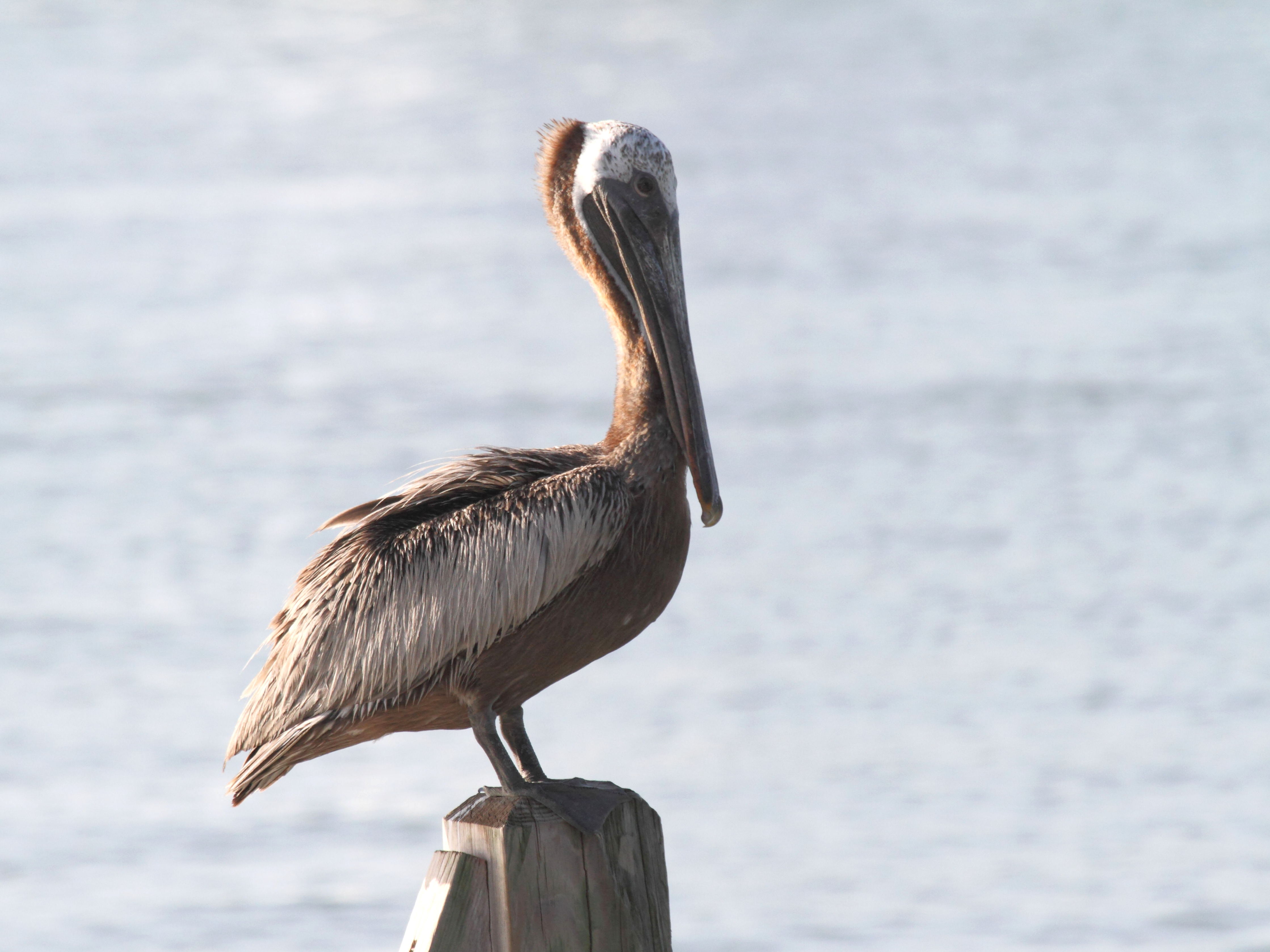 pelican_brun_-_pelecanus_occidentalis5bd