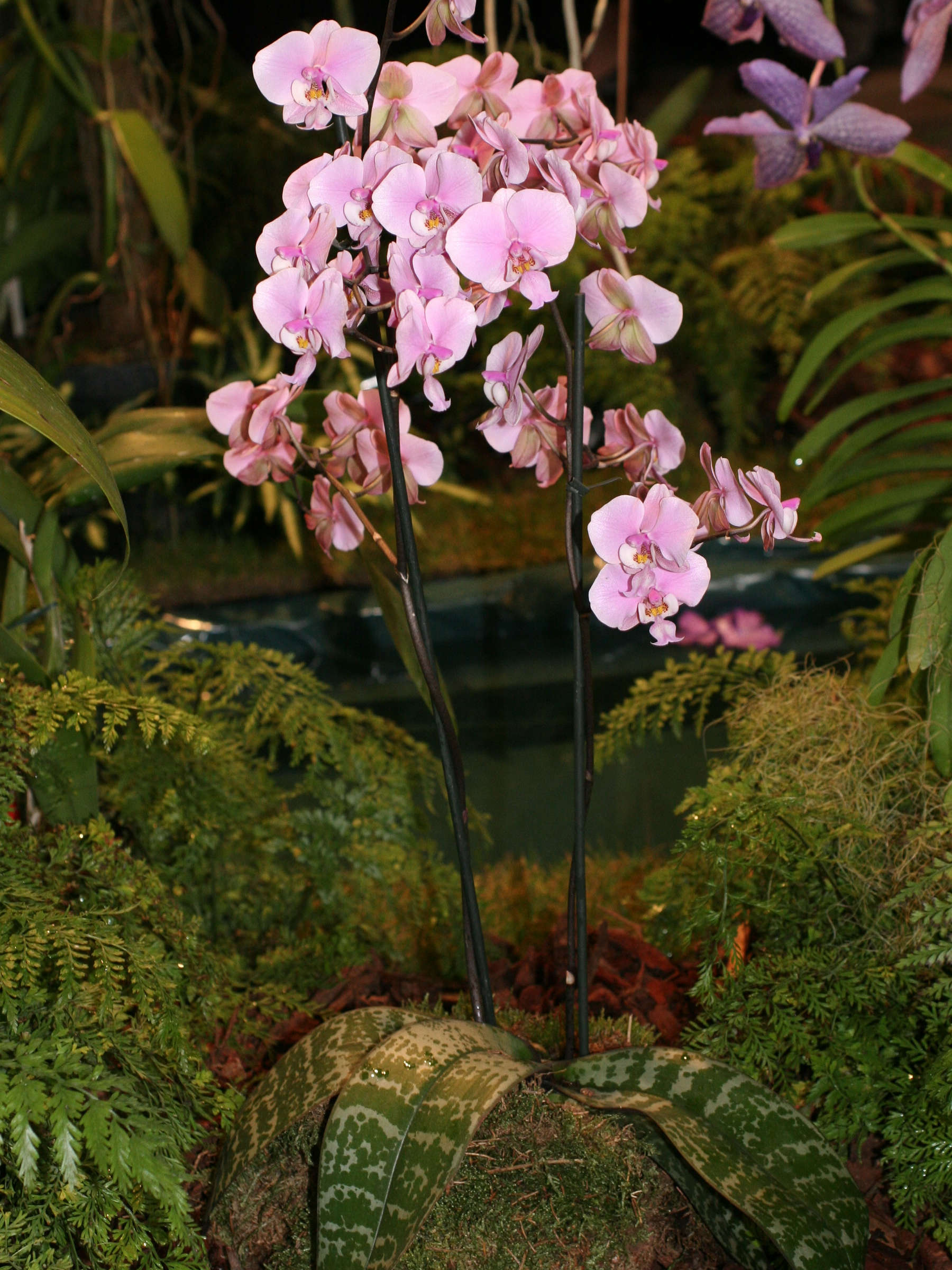 phalaenopsis_schilleriana1md