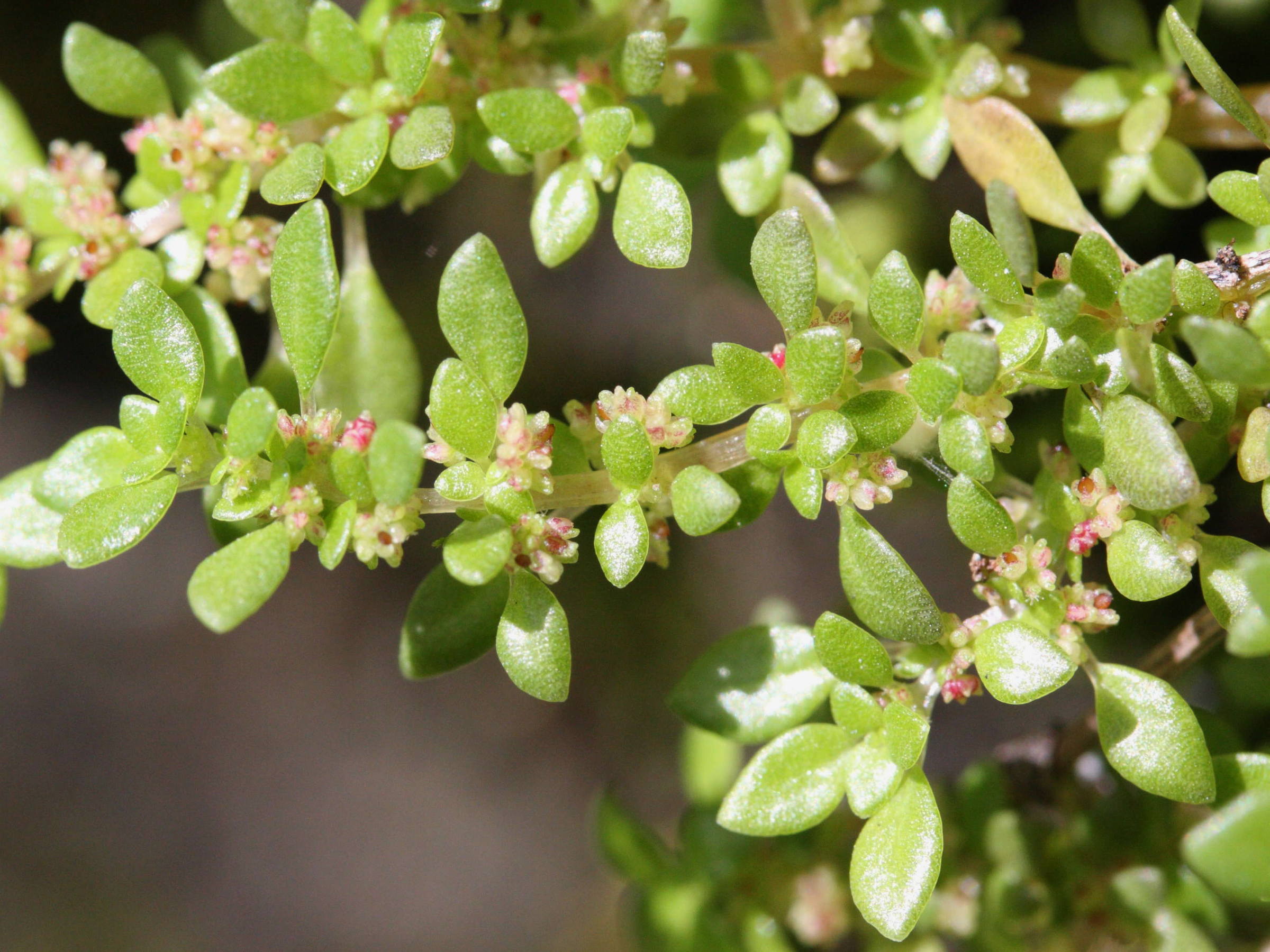 Afficher le média pilea_microphylla4md pilea_microphylla4md