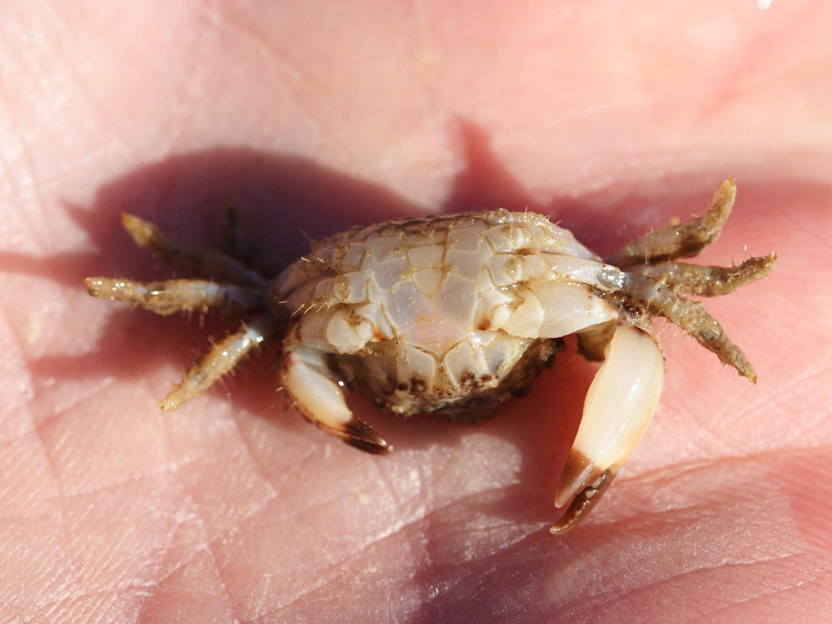 pilumnus_hirtellus4amd