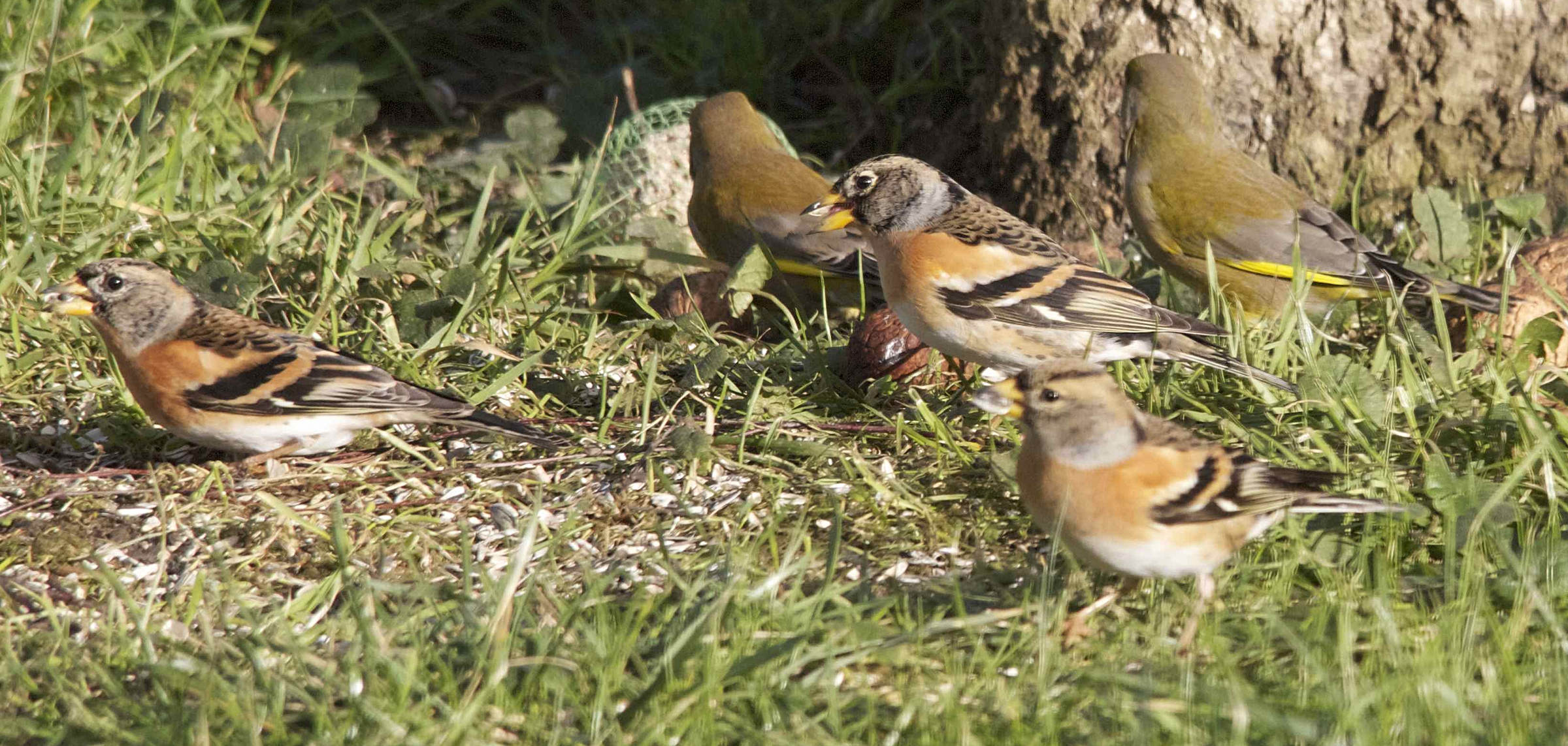 pinson_du_nord_-_fringilla_montifringilla4md