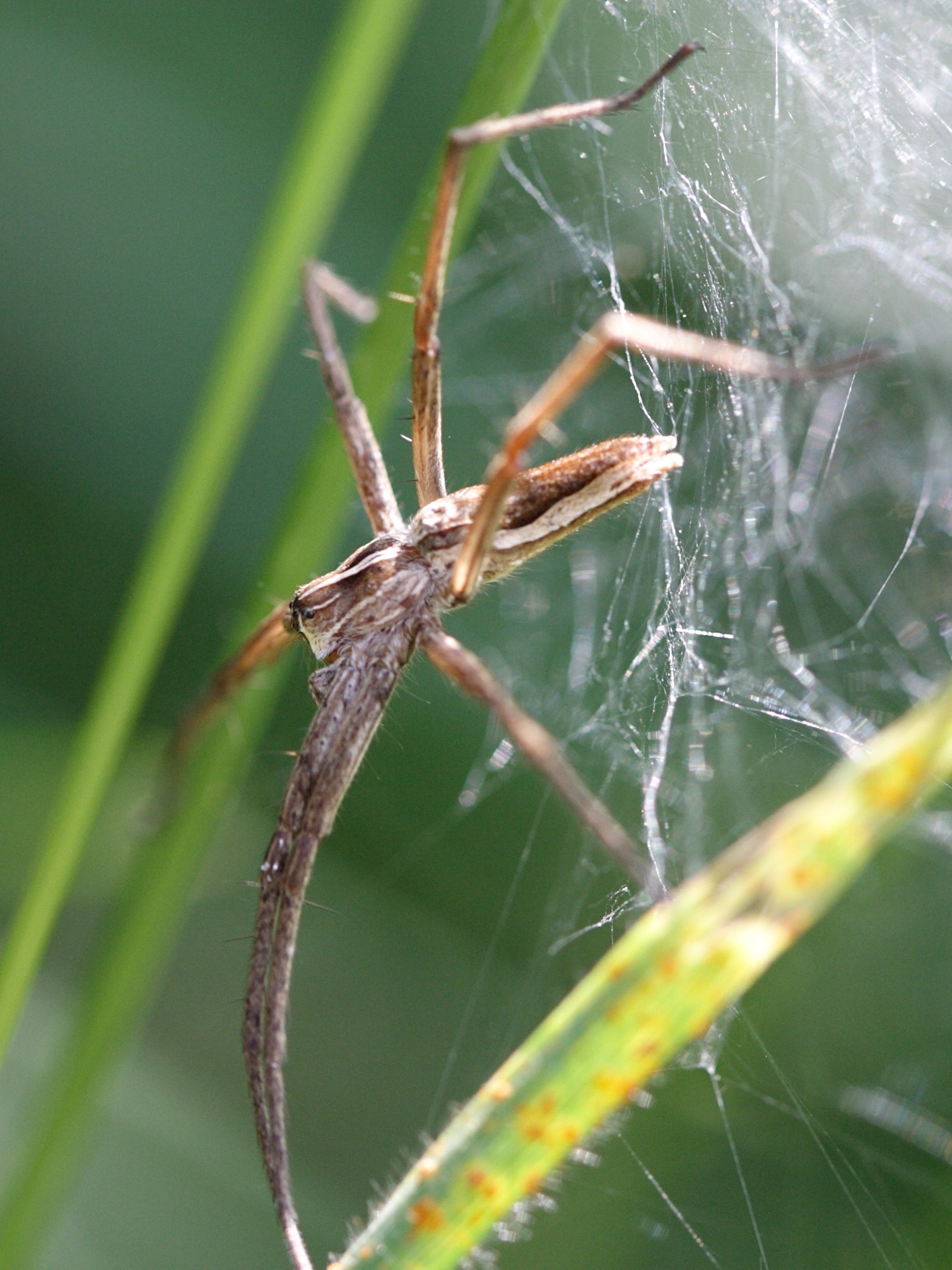 pisaura_mirabilis7sd