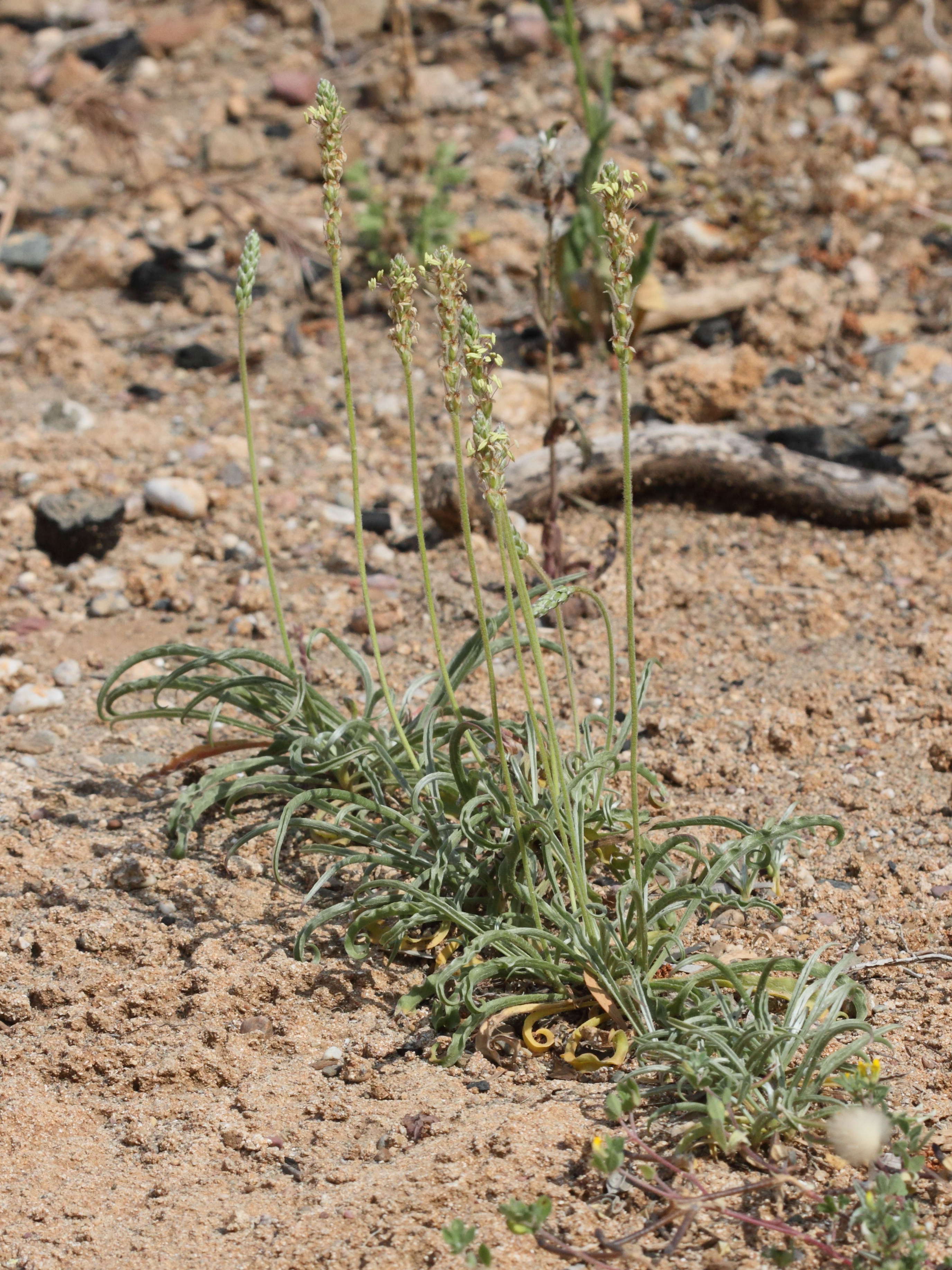 plantago_albicans1bd