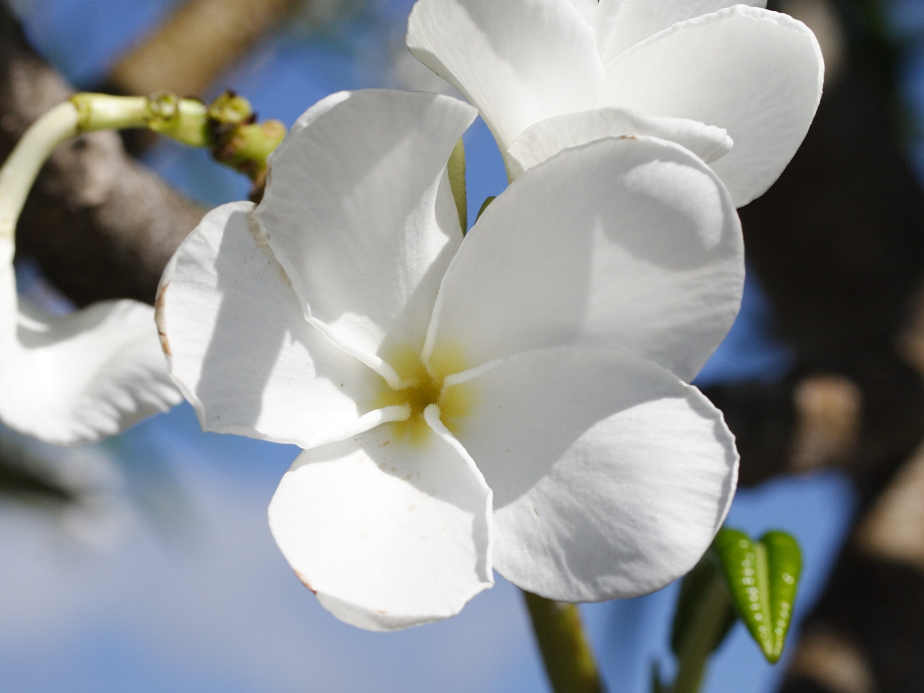 plumeria_alba3md