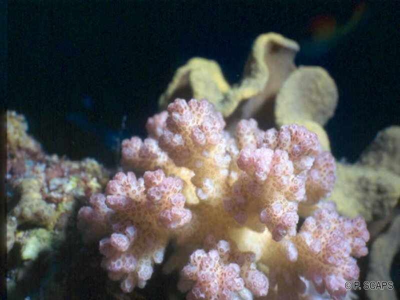 pocillopora_damicornis1ps