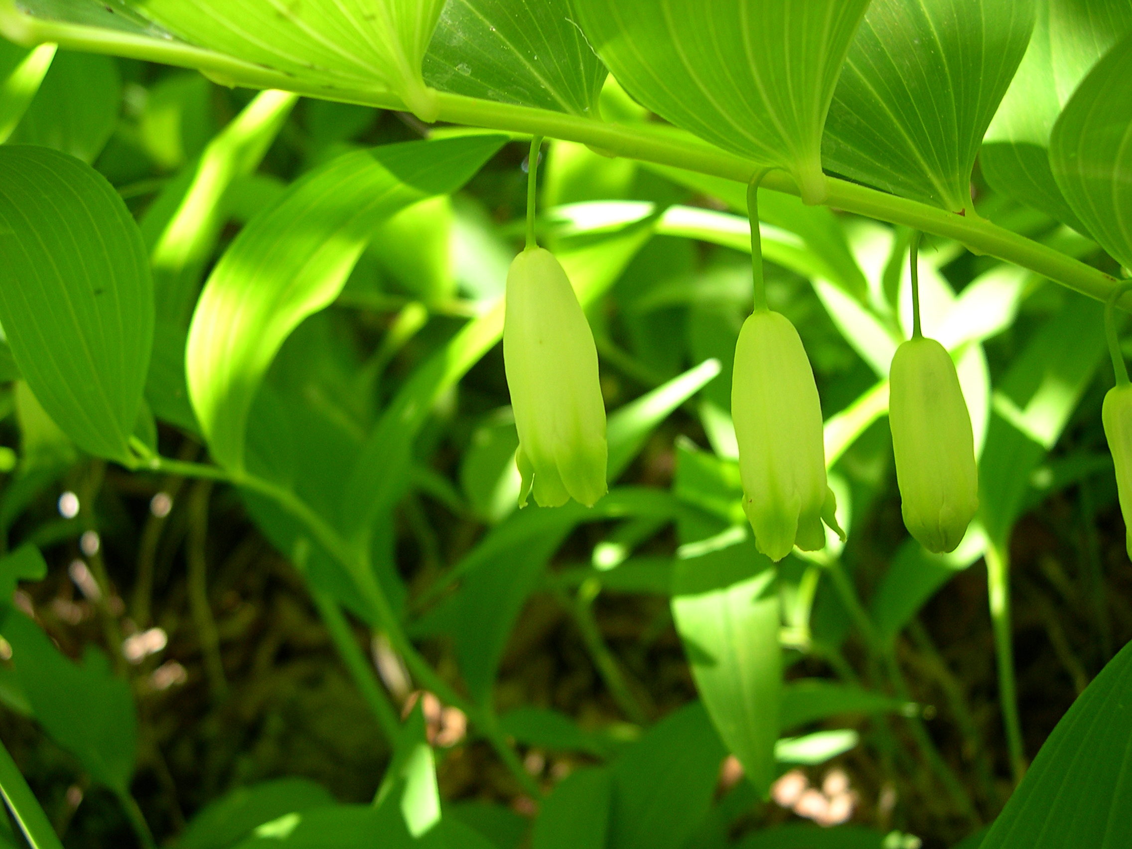 polygonatum_odoratum2md