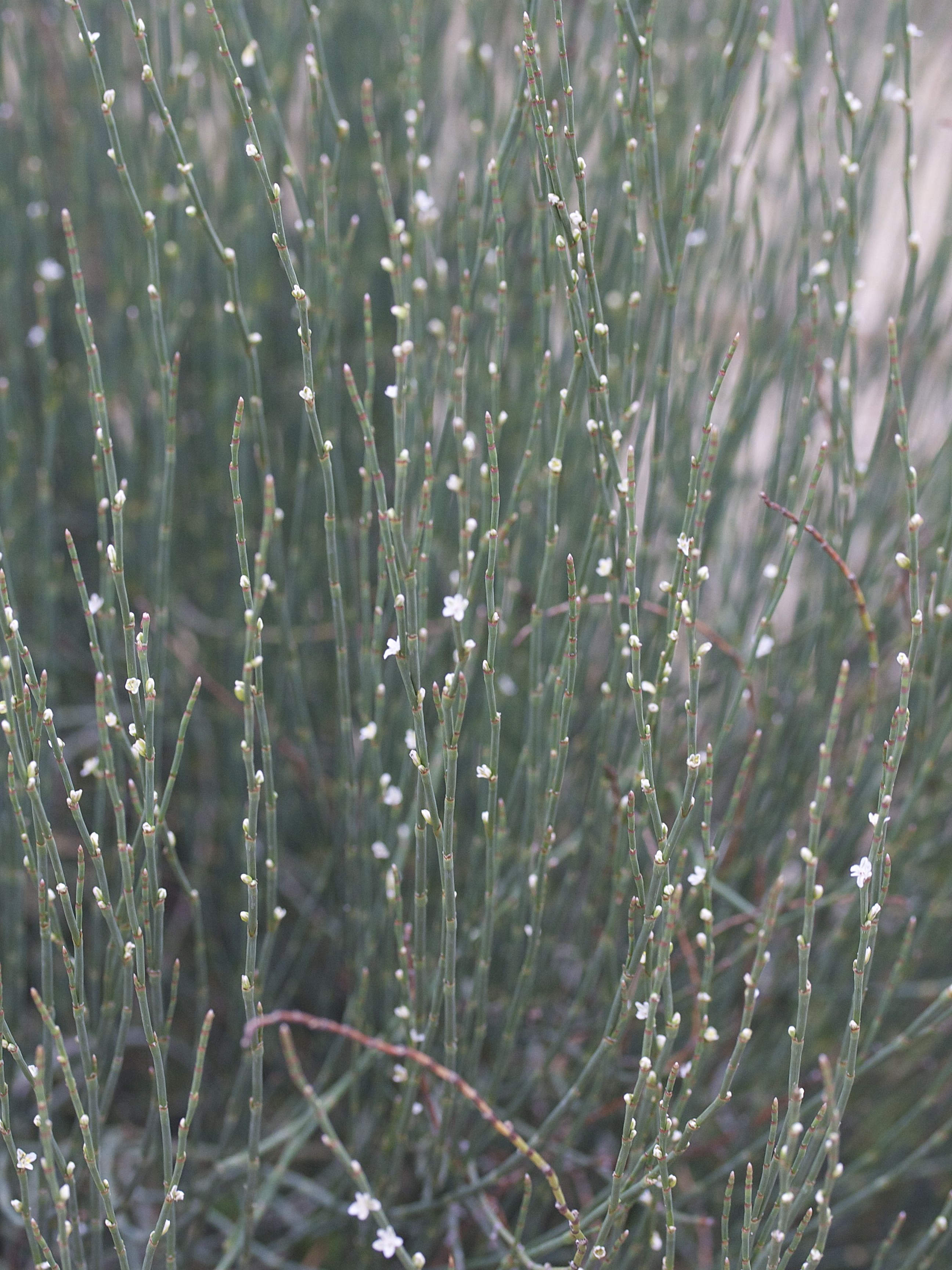 polygonum_scoparium1md