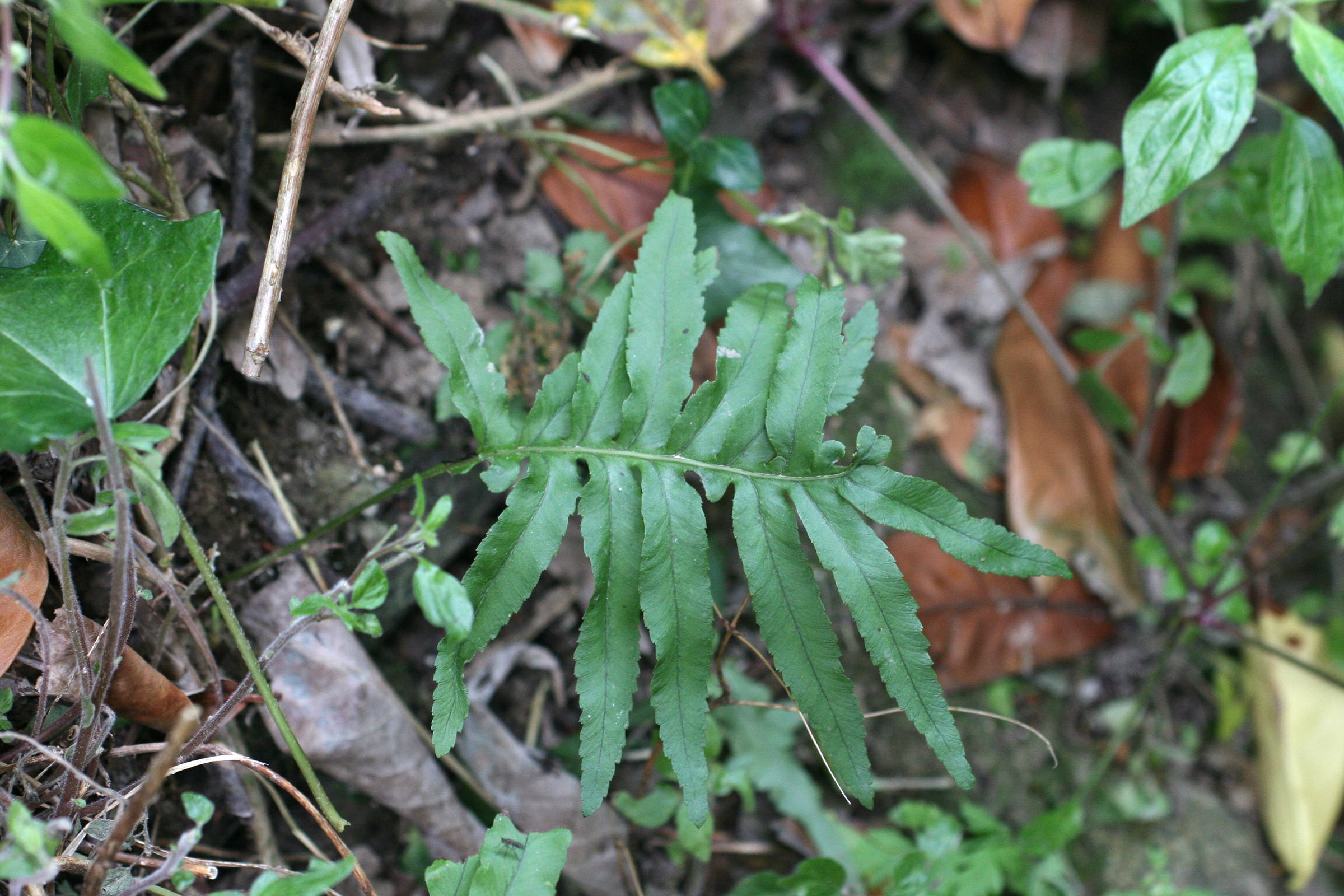 polypodium_australe1md