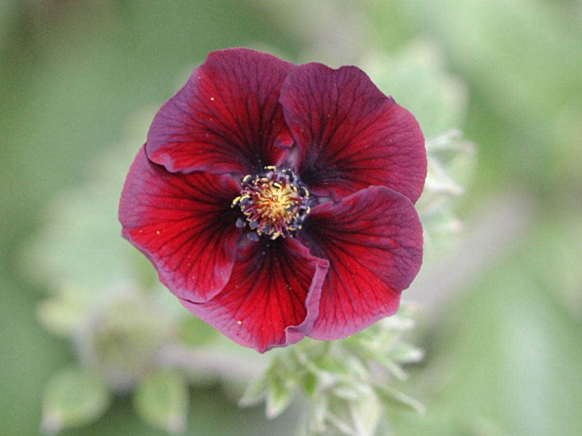 potentilla_atrosanguinea4bd