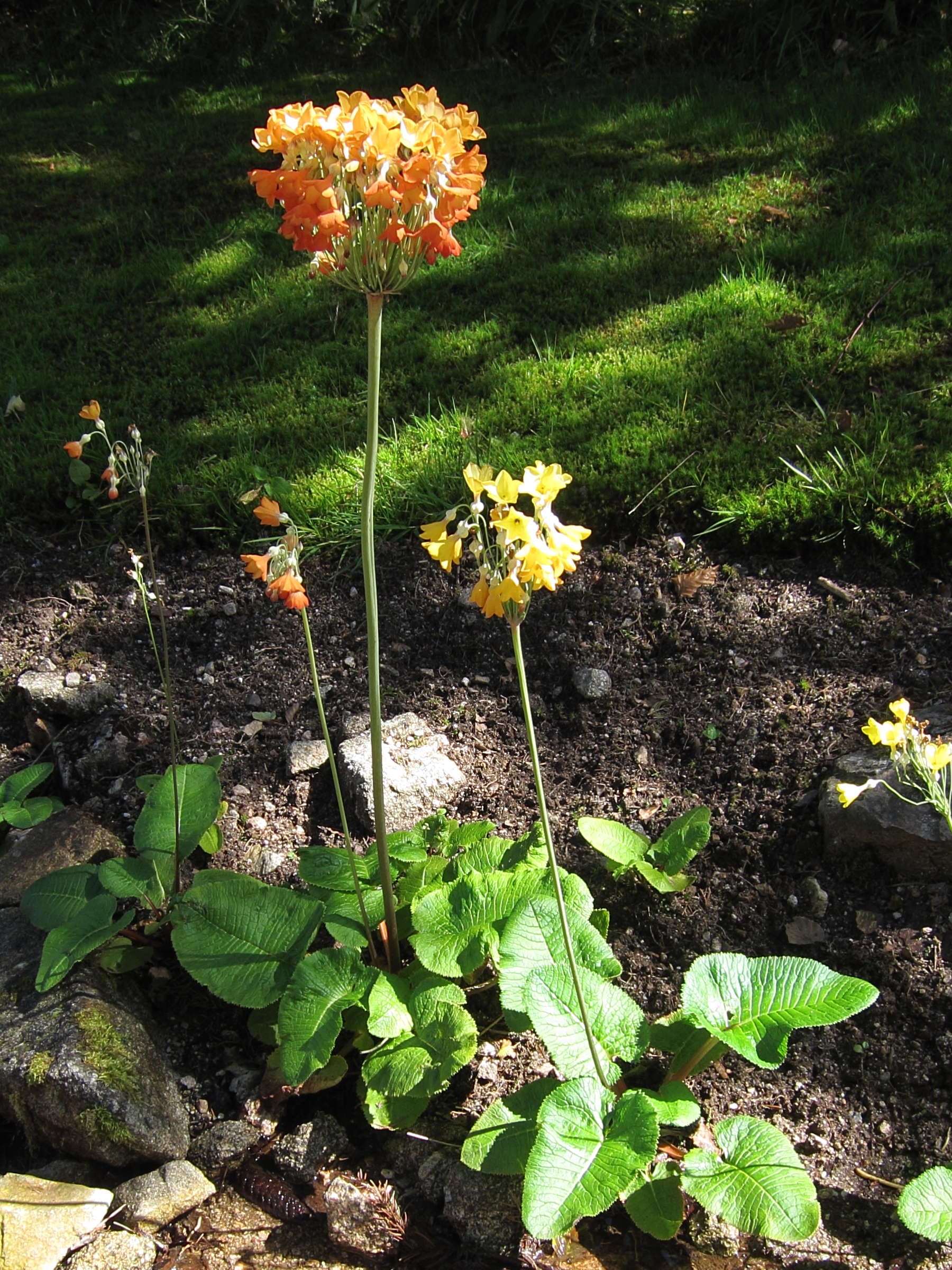 primula_florindae1bd