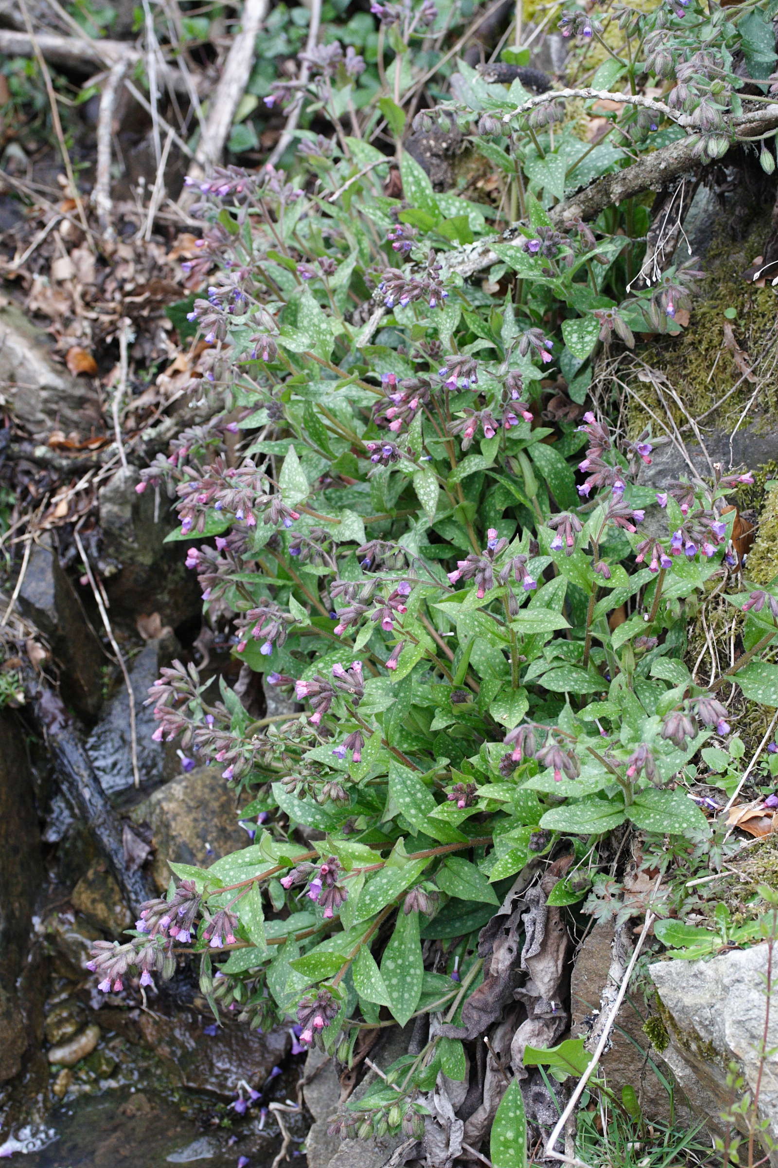 pulmonaria_affinis1md