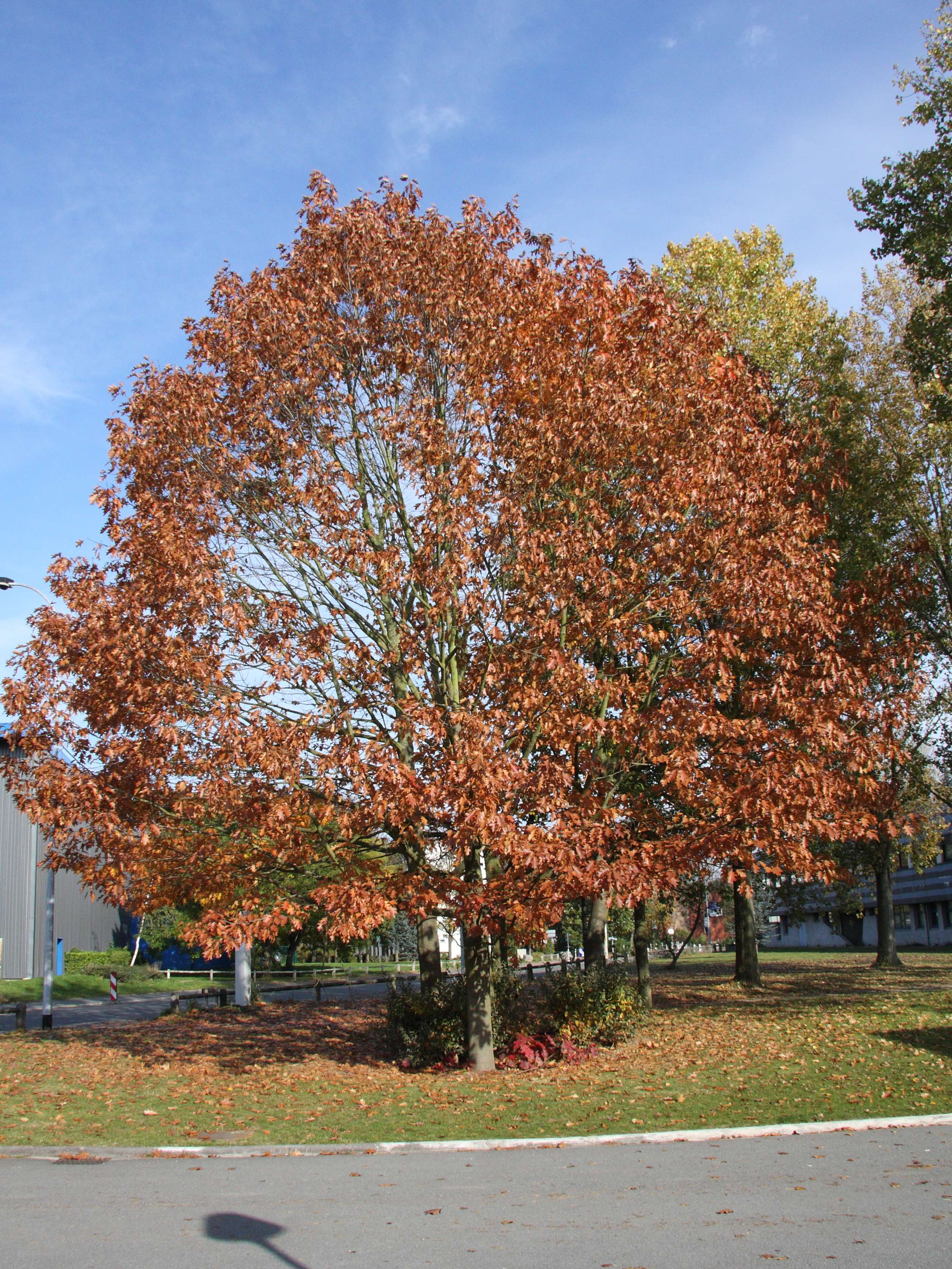 quercus_rubra3md