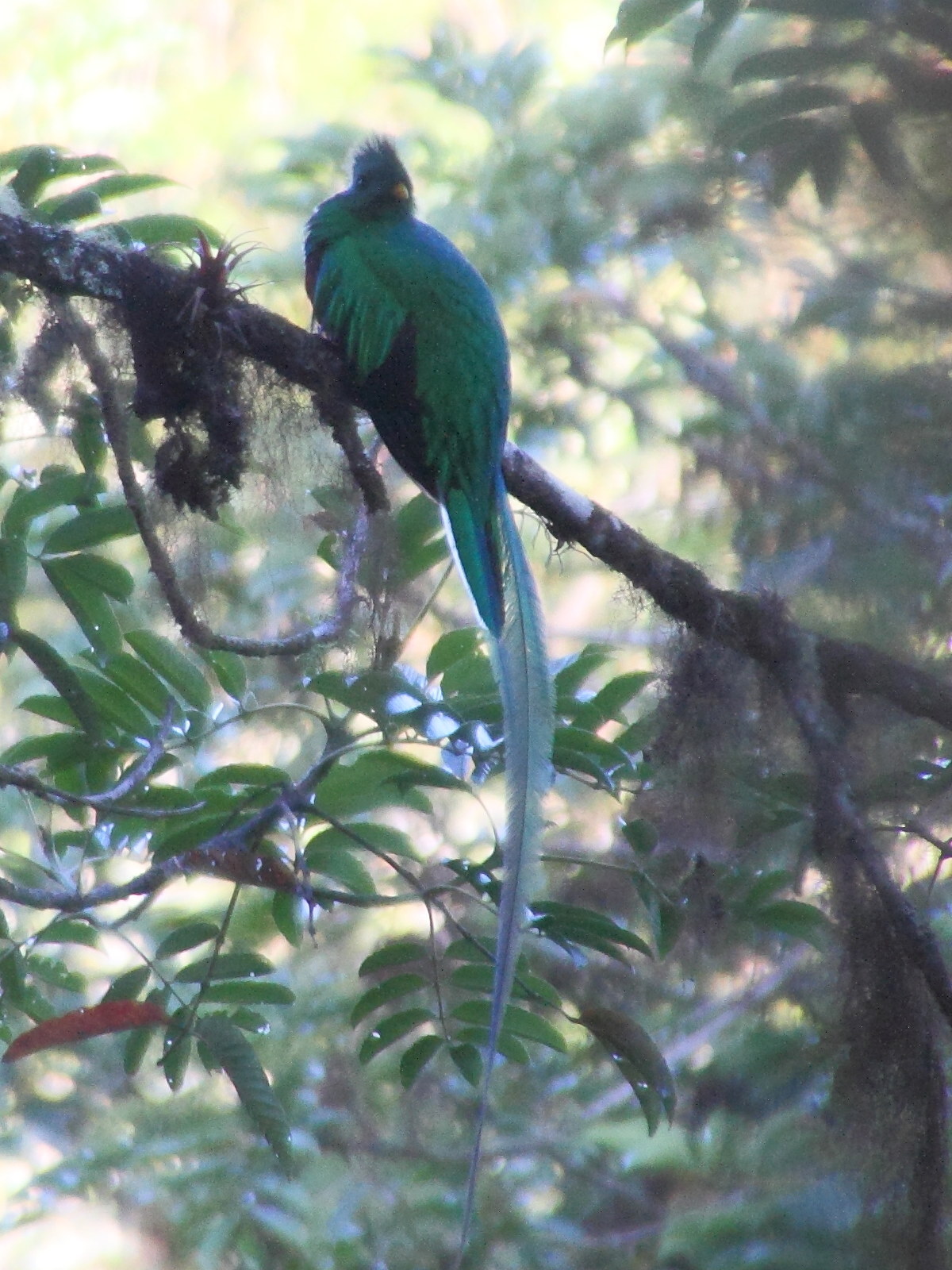 quetzal_resplendissant_-_pharomachus_mocinno3md