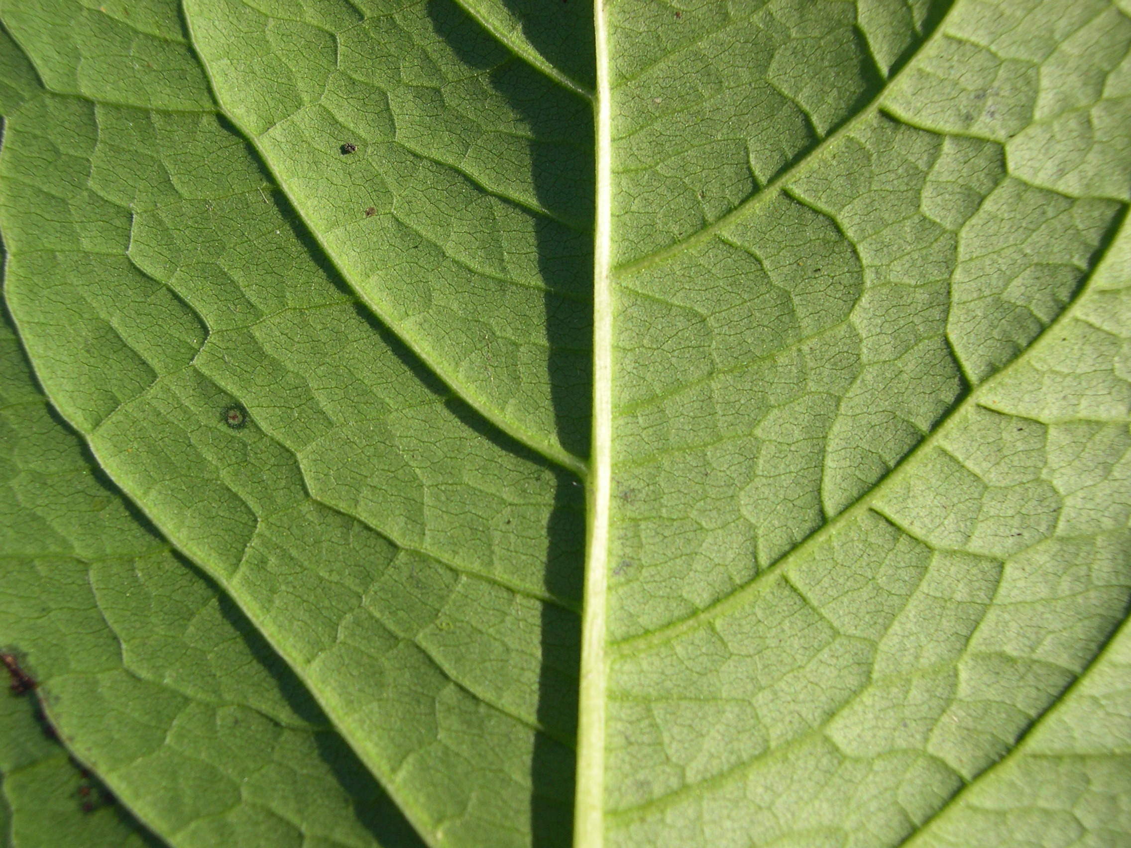 Afficher le média reynoutria_japonica4md reynoutria_japonica4md