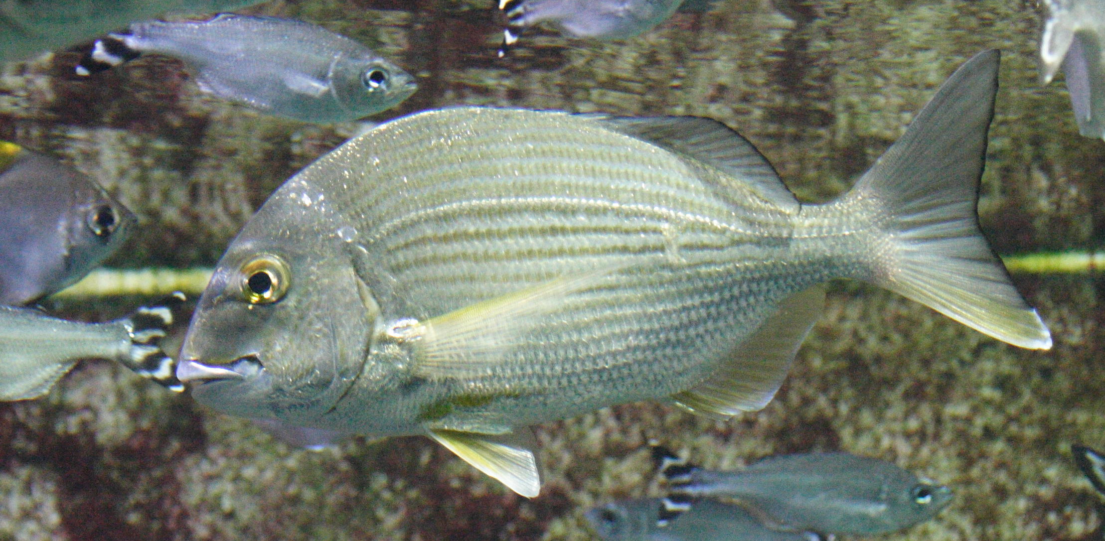 rhabdosargus_sarba1md