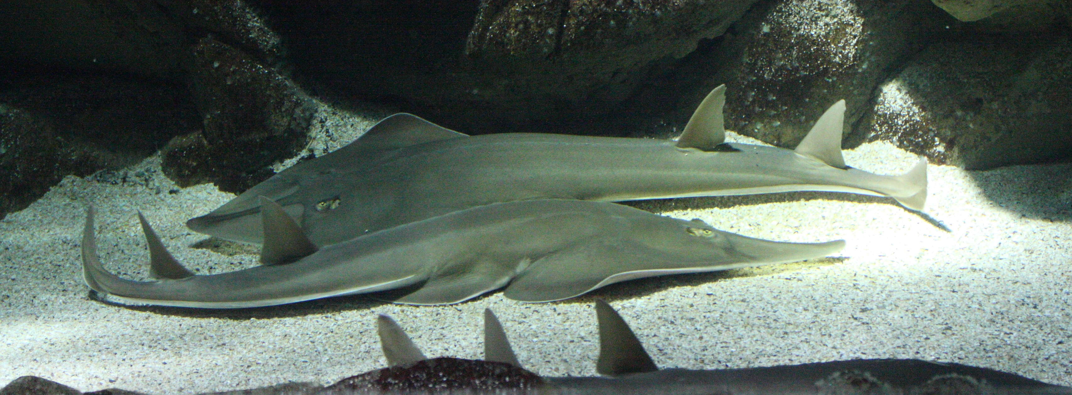 rhinobatos_rhinobatos1md