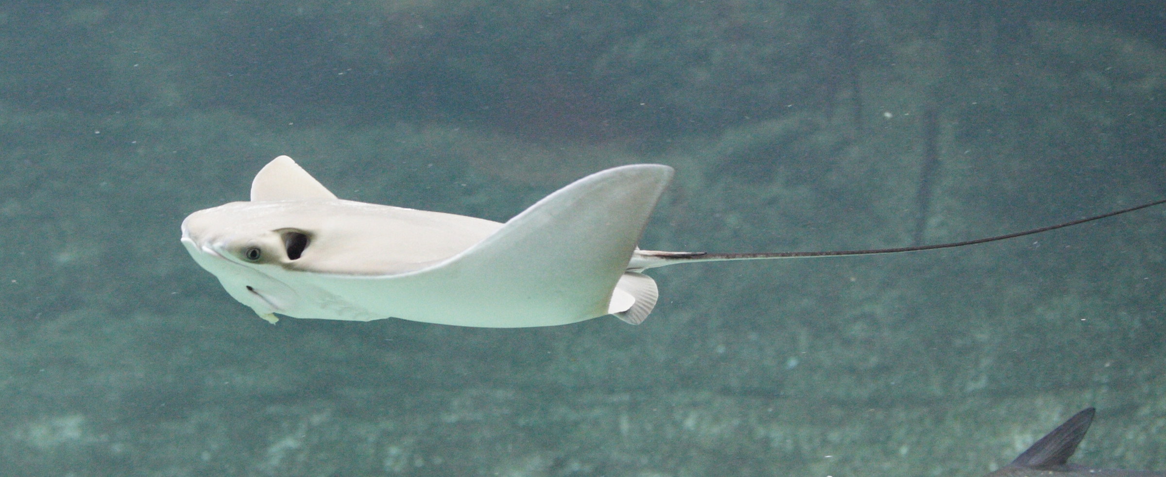 Afficher le média rhinoptera_bonasus1md rhinoptera_bonasus1md