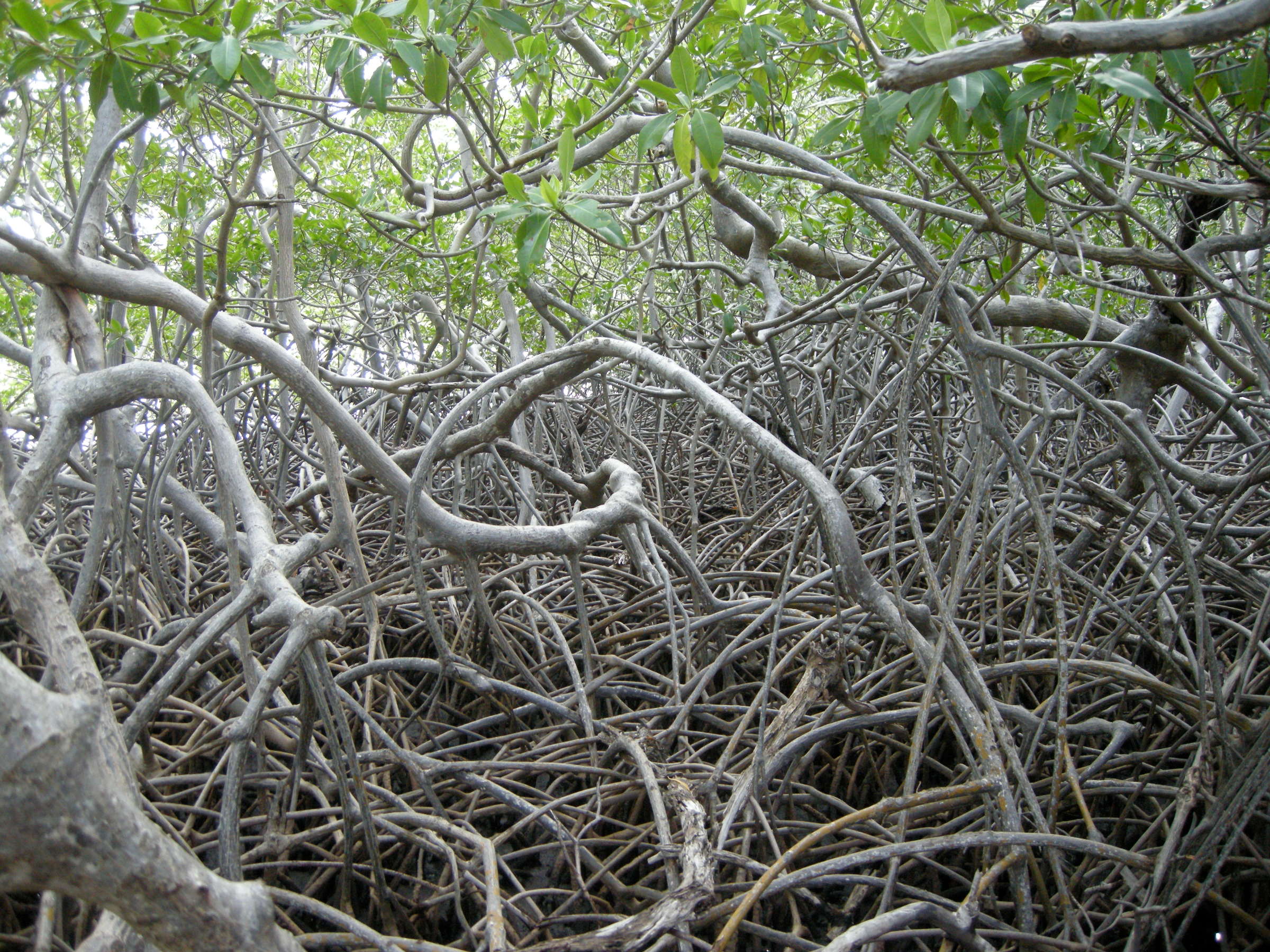 rhizophora_mangle11md