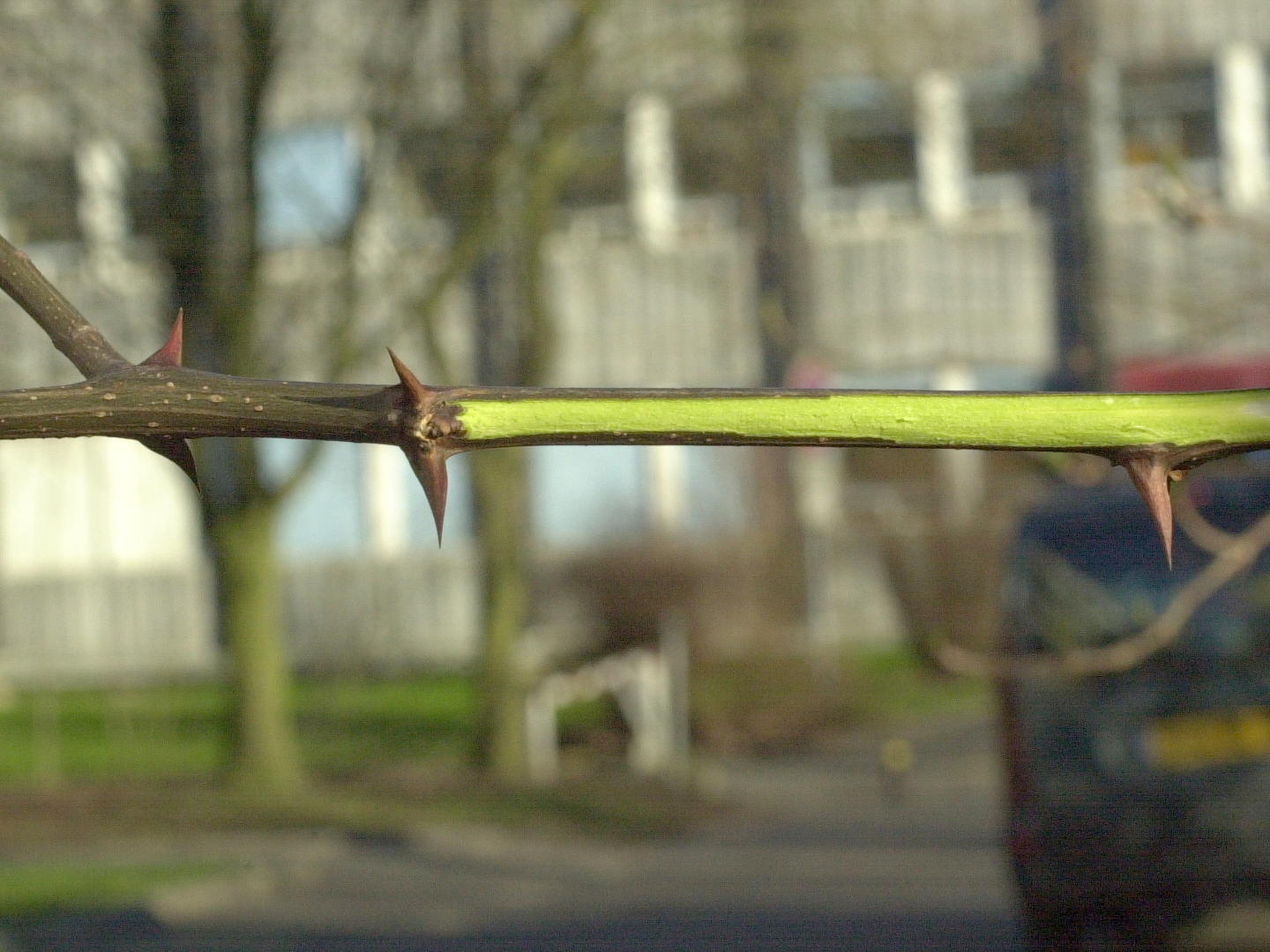 Afficher le média Robinia_pseudoacacia Robinia_pseudoacacia