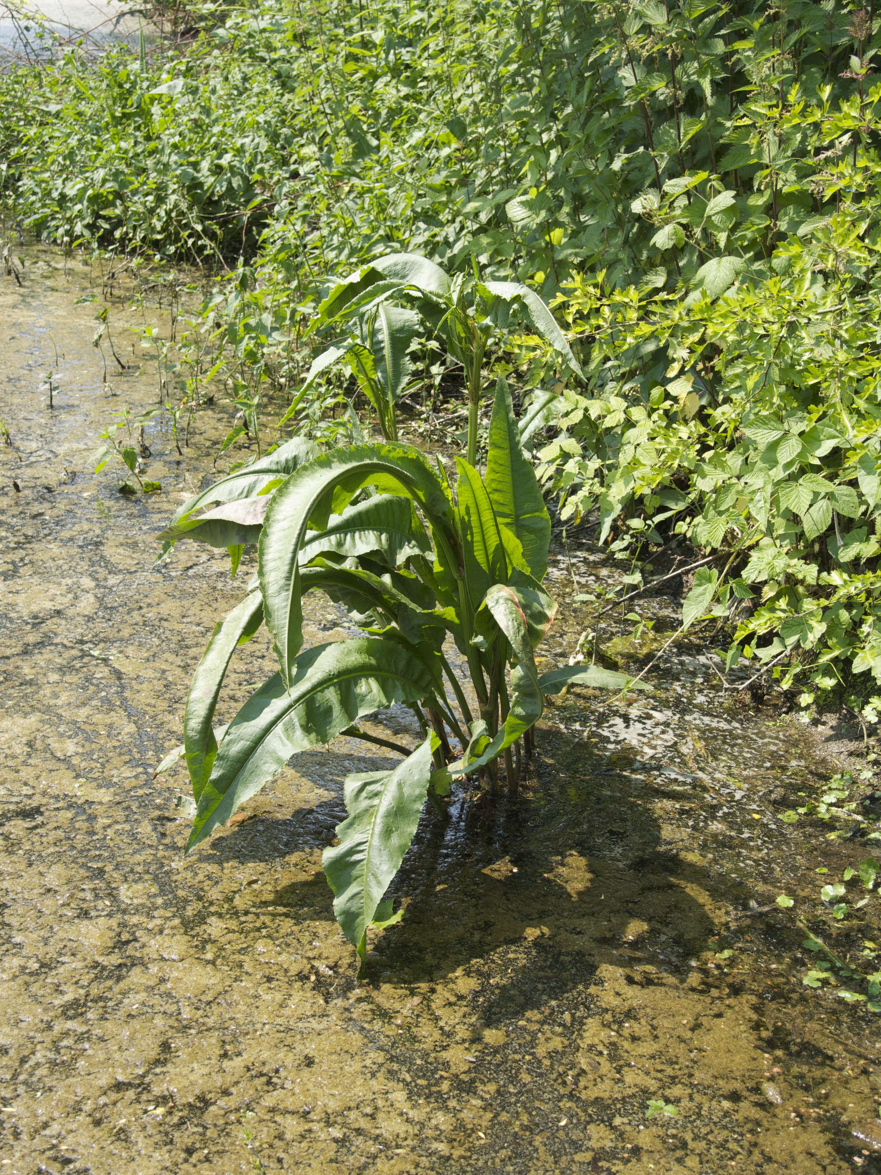 Afficher le média rumex_hydrolapathum2amd rumex_hydrolapathum2amd