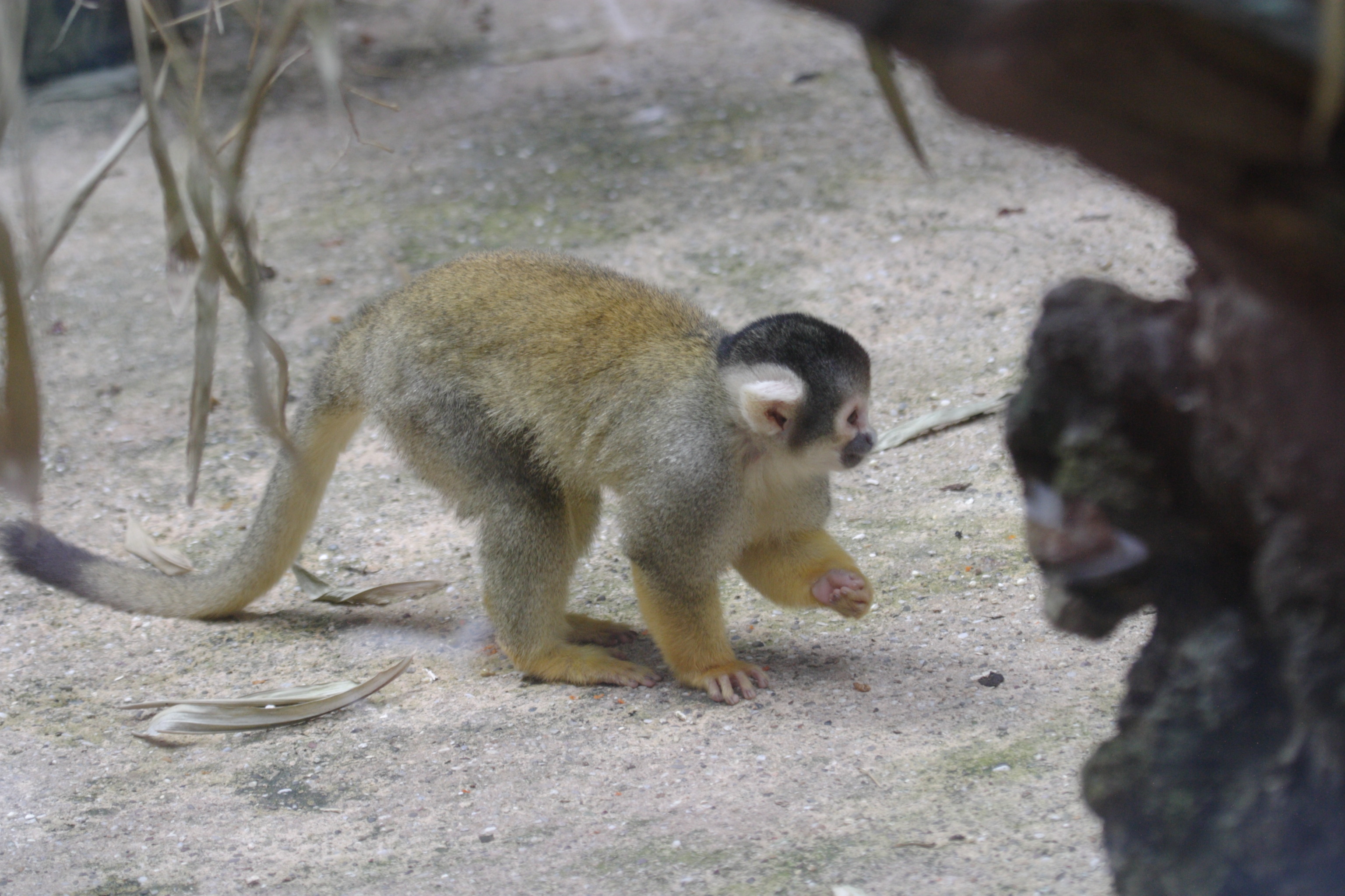 saimiri_boliviensis3bd