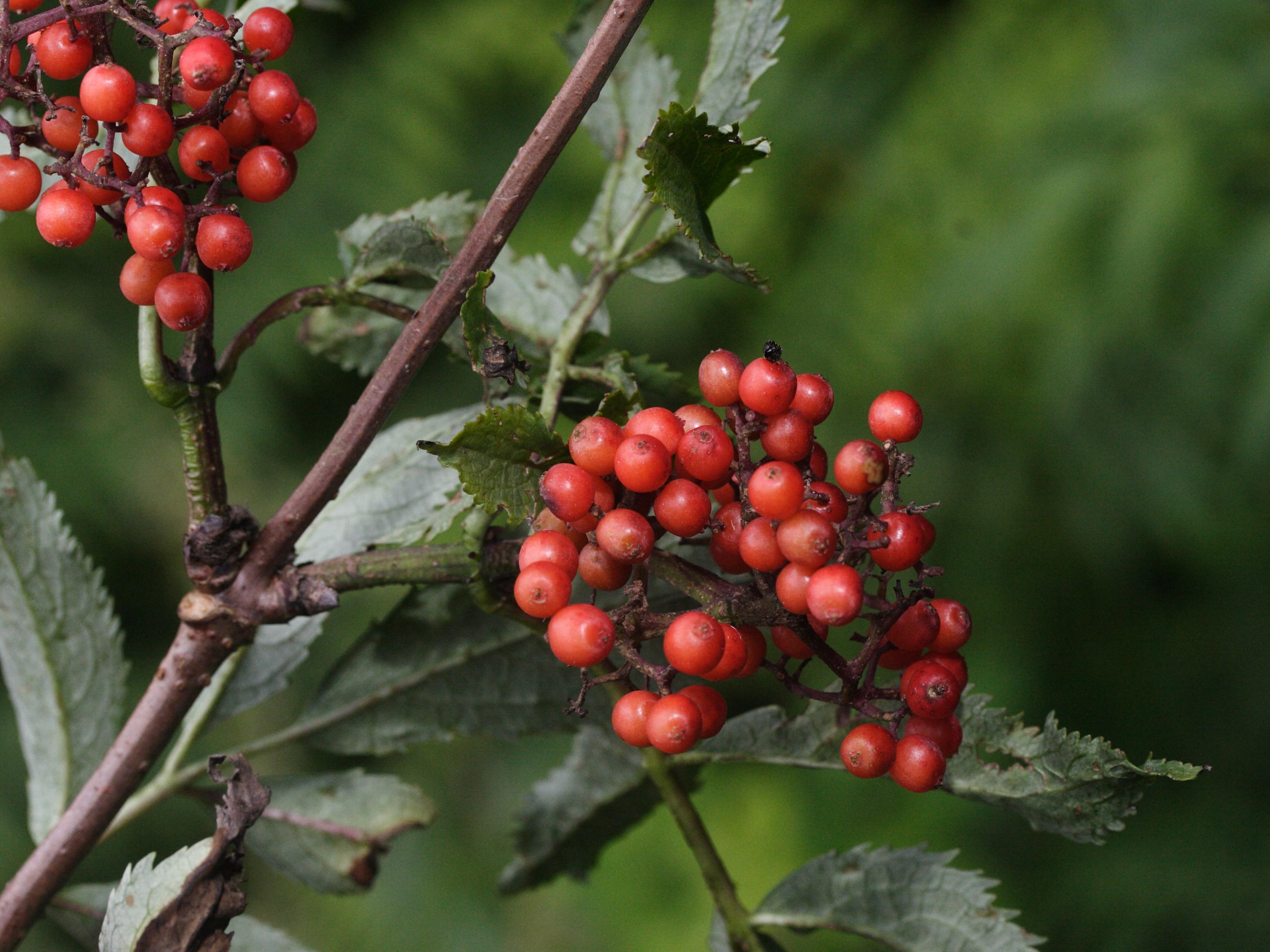Afficher le média sambucus_racemosa6md sambucus_racemosa6md