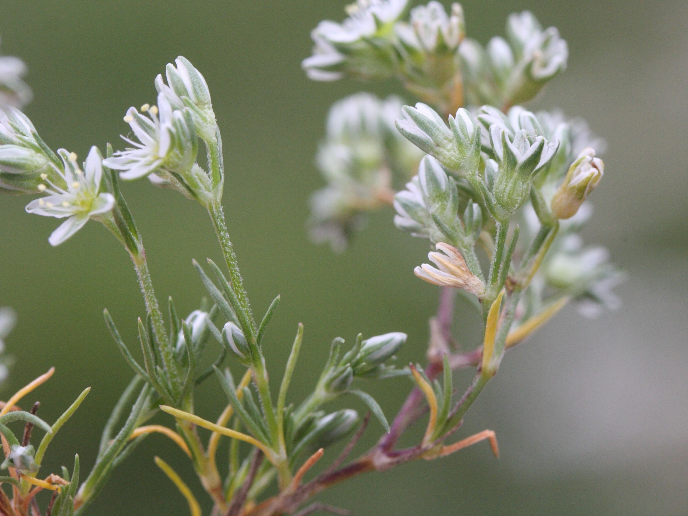 Afficher le média scleranthus_perennis3md scleranthus_perennis3md