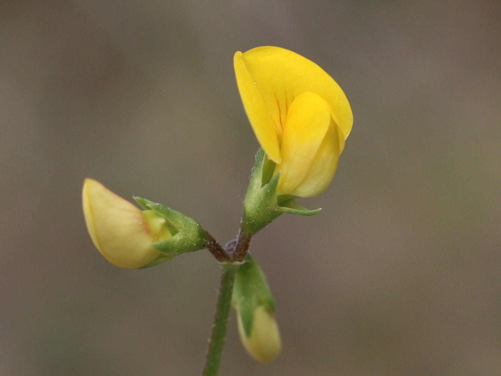 scorpiurus_muricatus3md