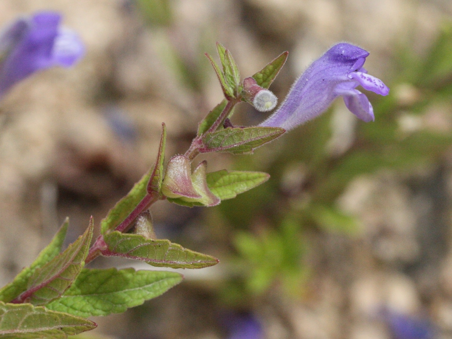 scutellaria_galericulata2md
