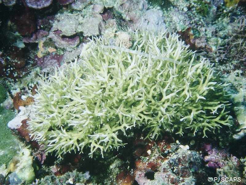 seriatopora_hystrix1ps