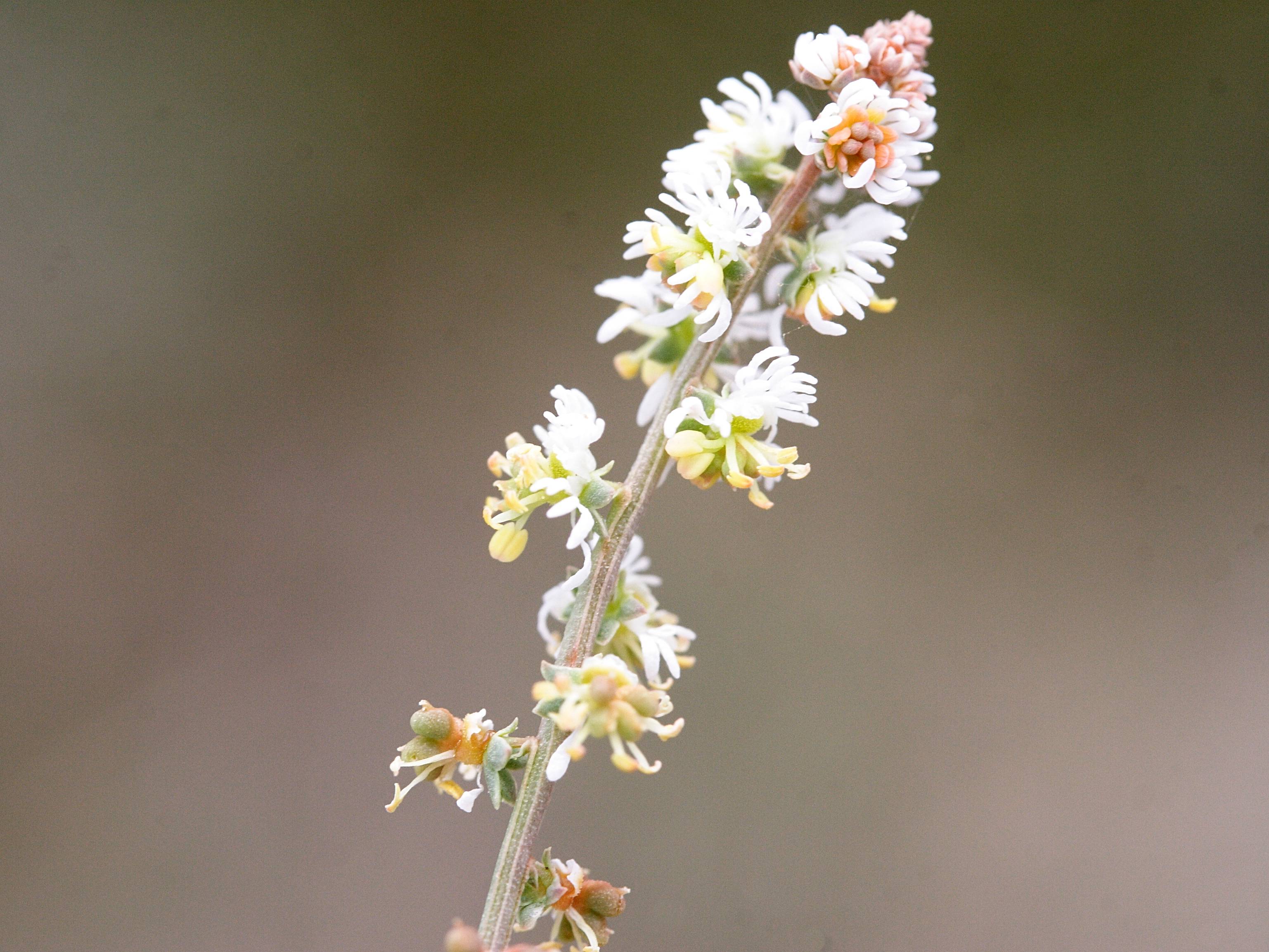 sesamoides_purpurascens2md