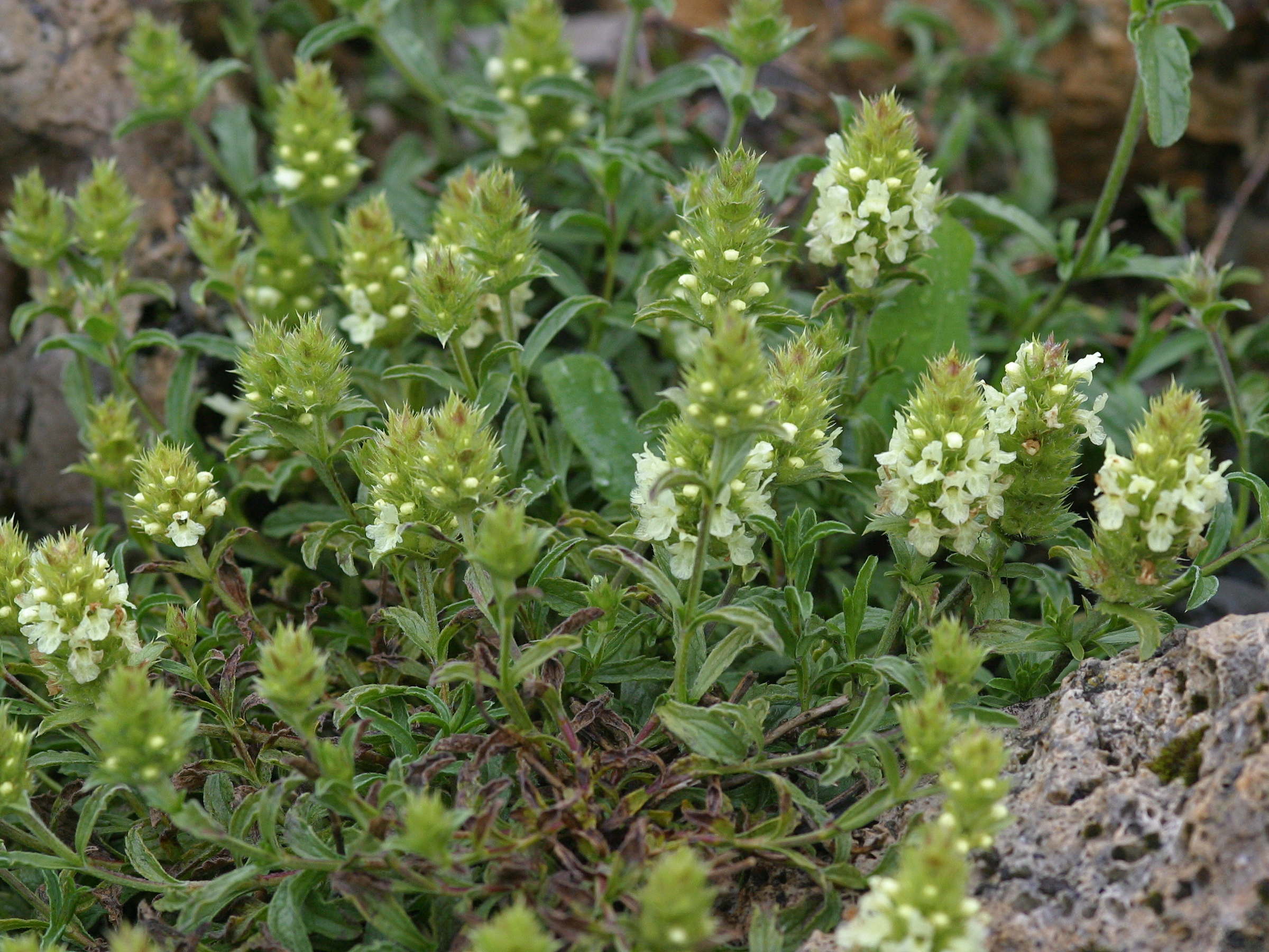 sideritis_hyssopifolia1md