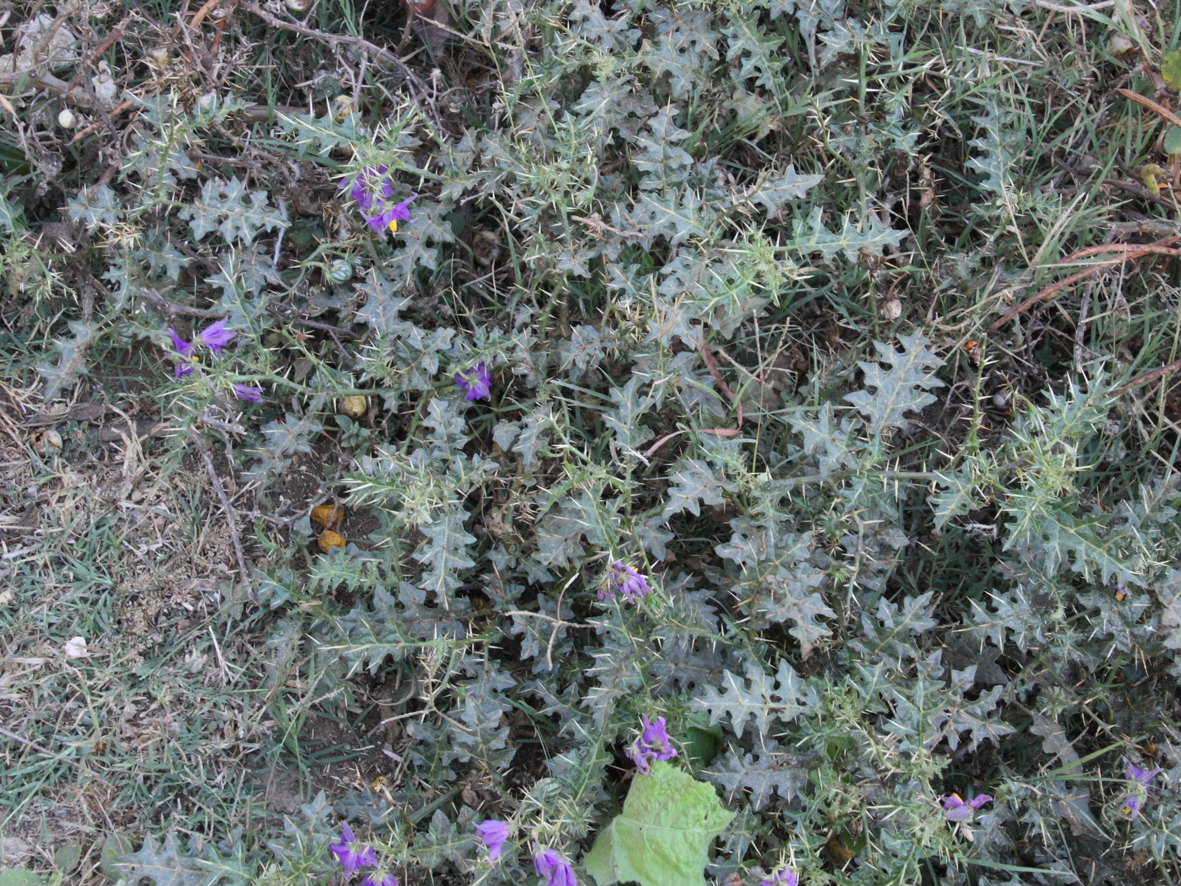 Afficher le média solanum_virginianum1md solanum_virginianum1md