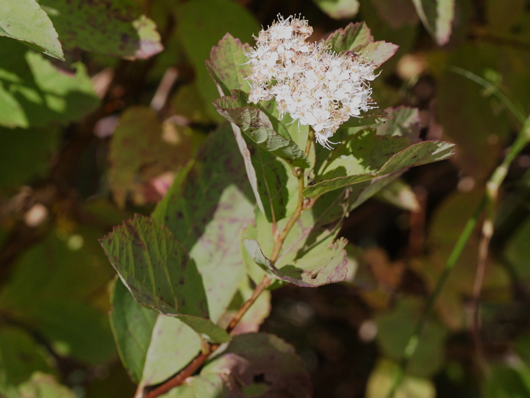 Afficher le média spiraea_betulifolia1bd spiraea_betulifolia1bd
