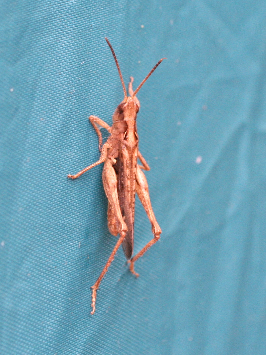 stenobothrus_lineatus3md