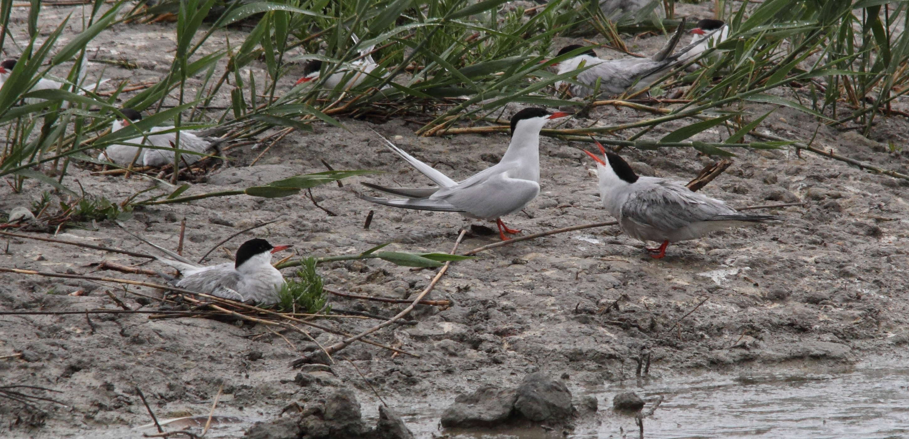 sterne_pierregarin_-_sterna_hirundo6md