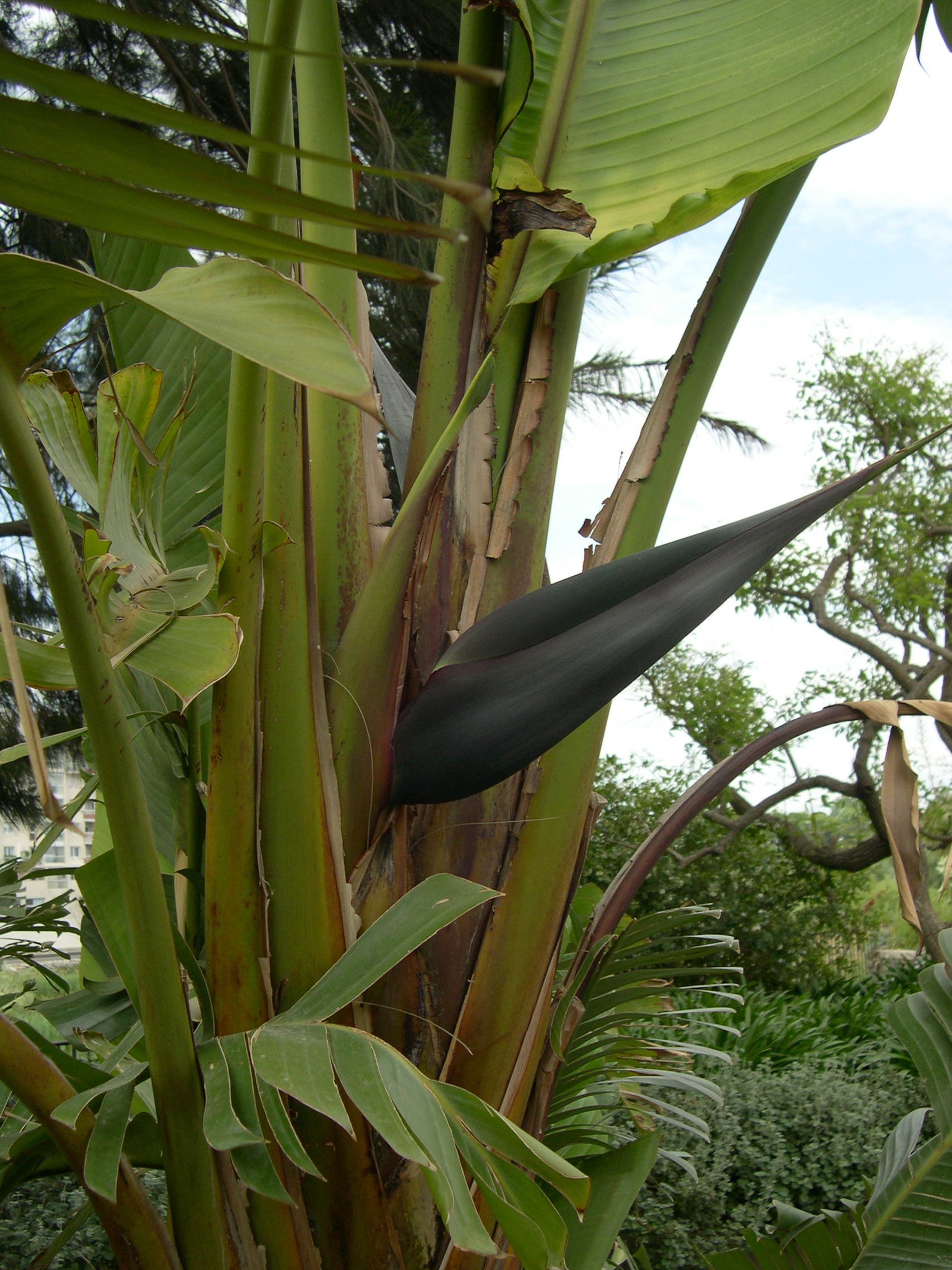 Afficher le média strelitzia_alba2md strelitzia_alba2md