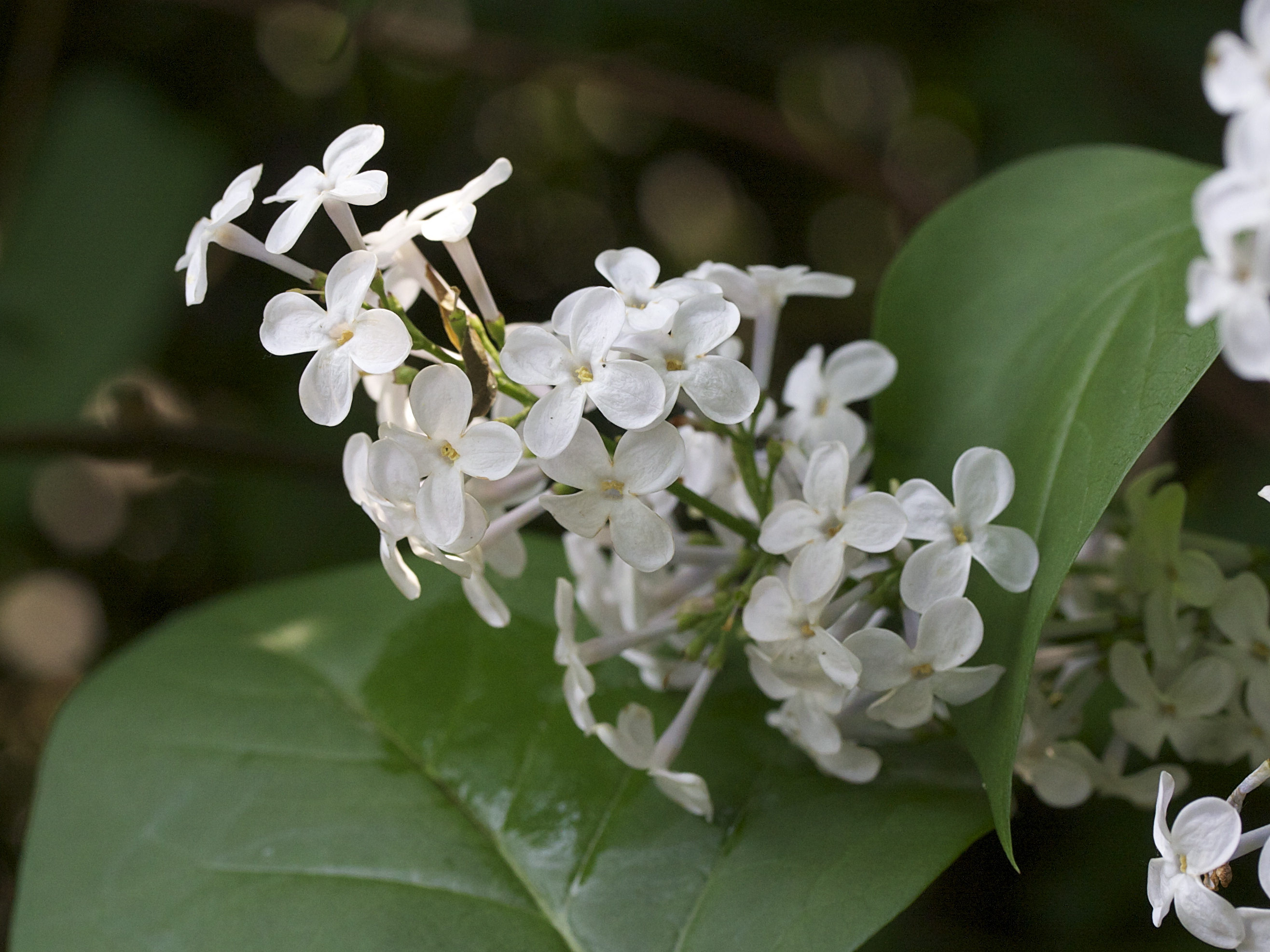 syringa_vulgaris8md