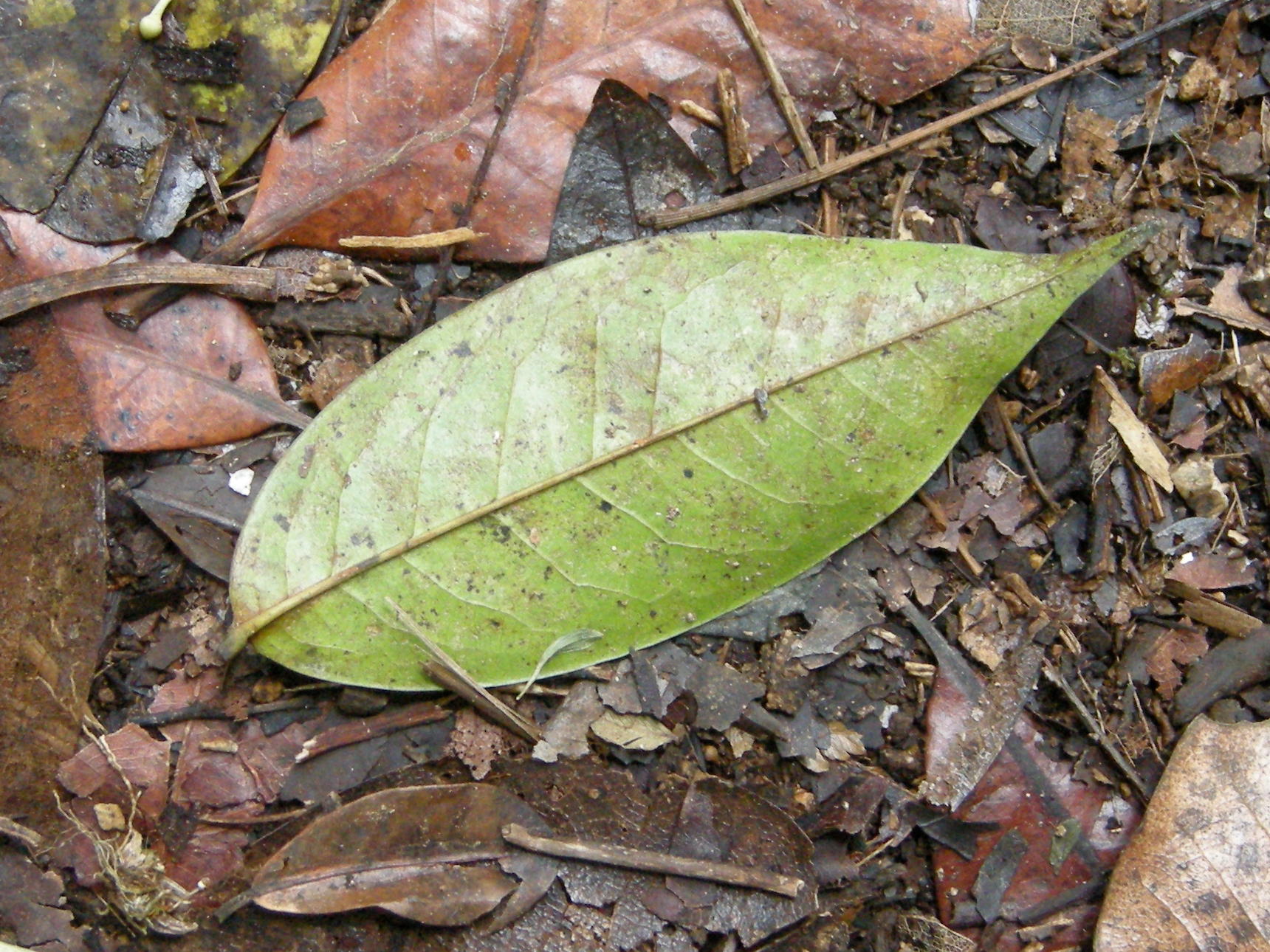 Afficher le média talauma_dodecapetala2md talauma_dodecapetala2md