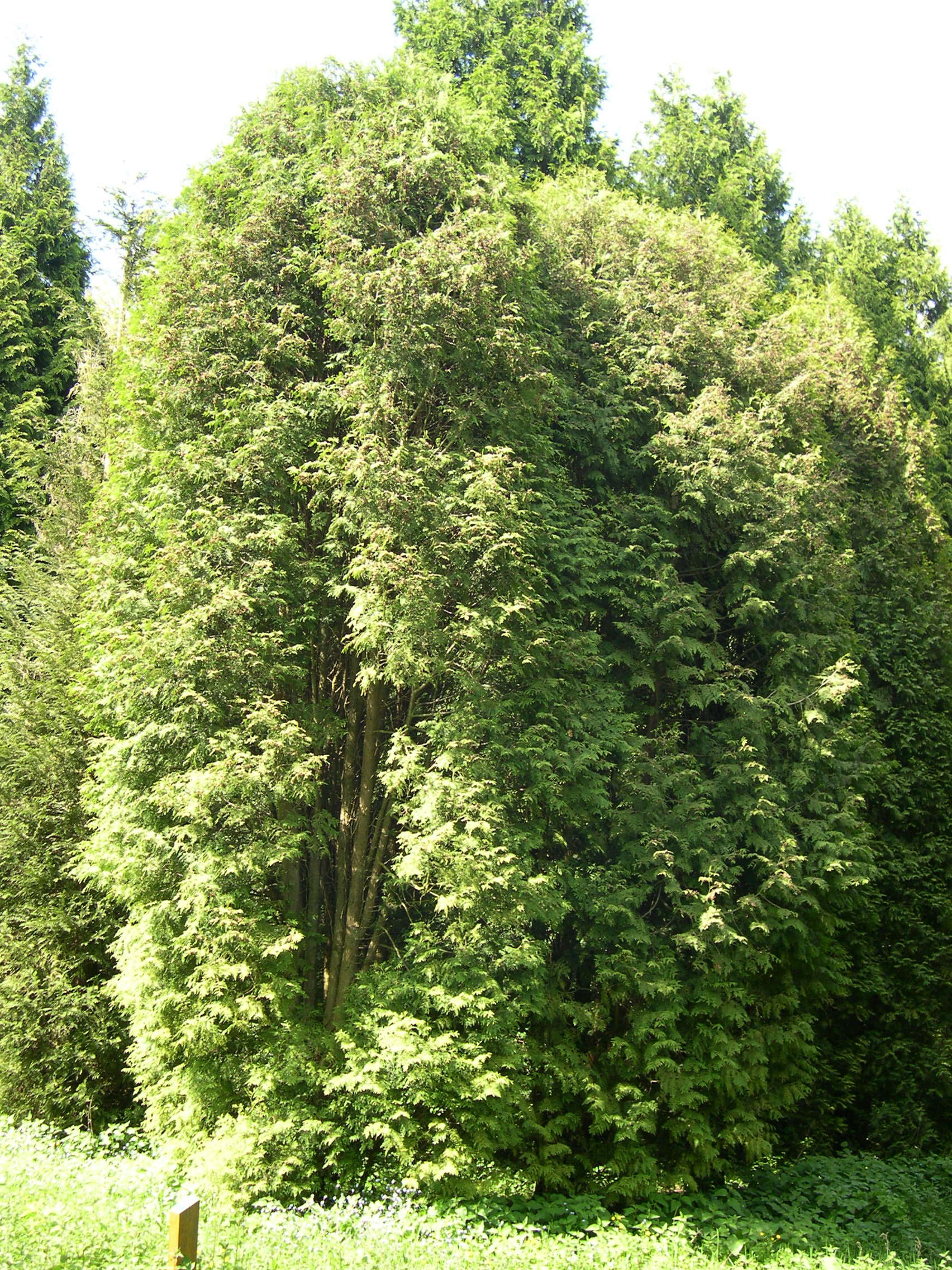 thuja_occidentalis2md