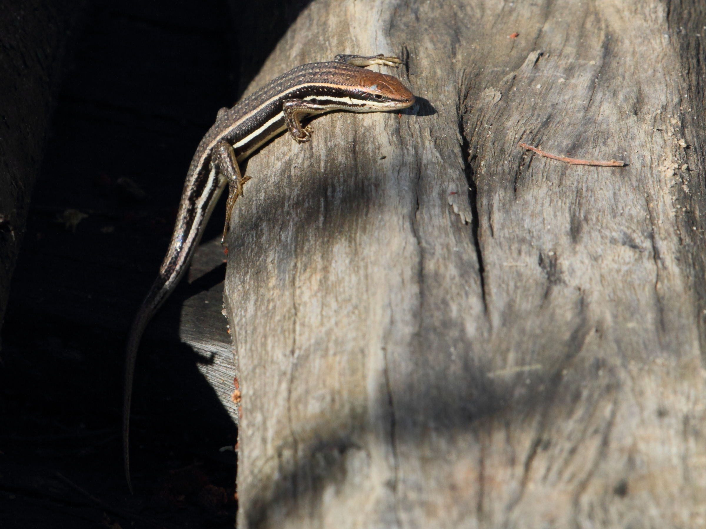 trachylepis_gravenhorstii2bd