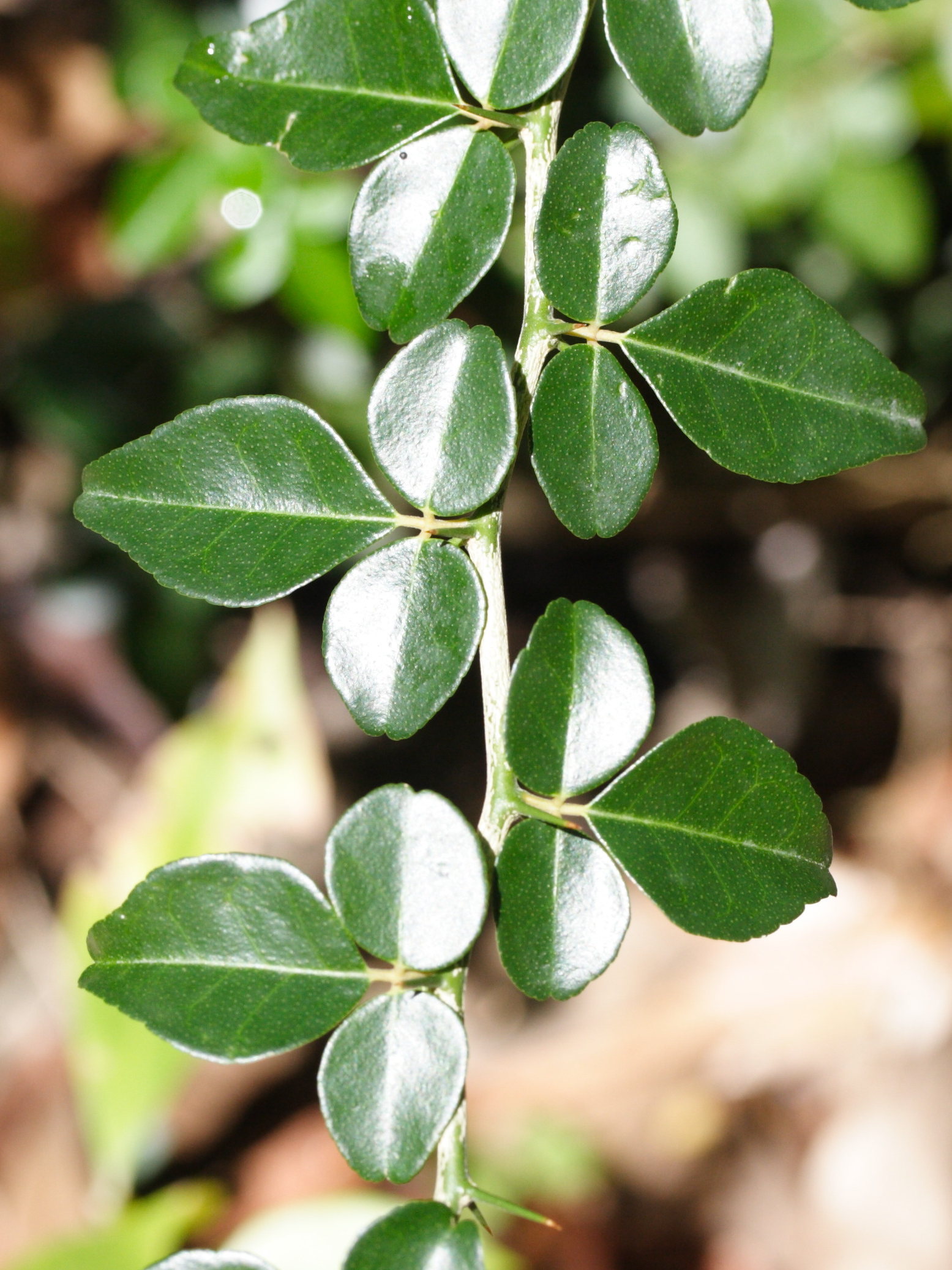 triphasia_trifolia2md