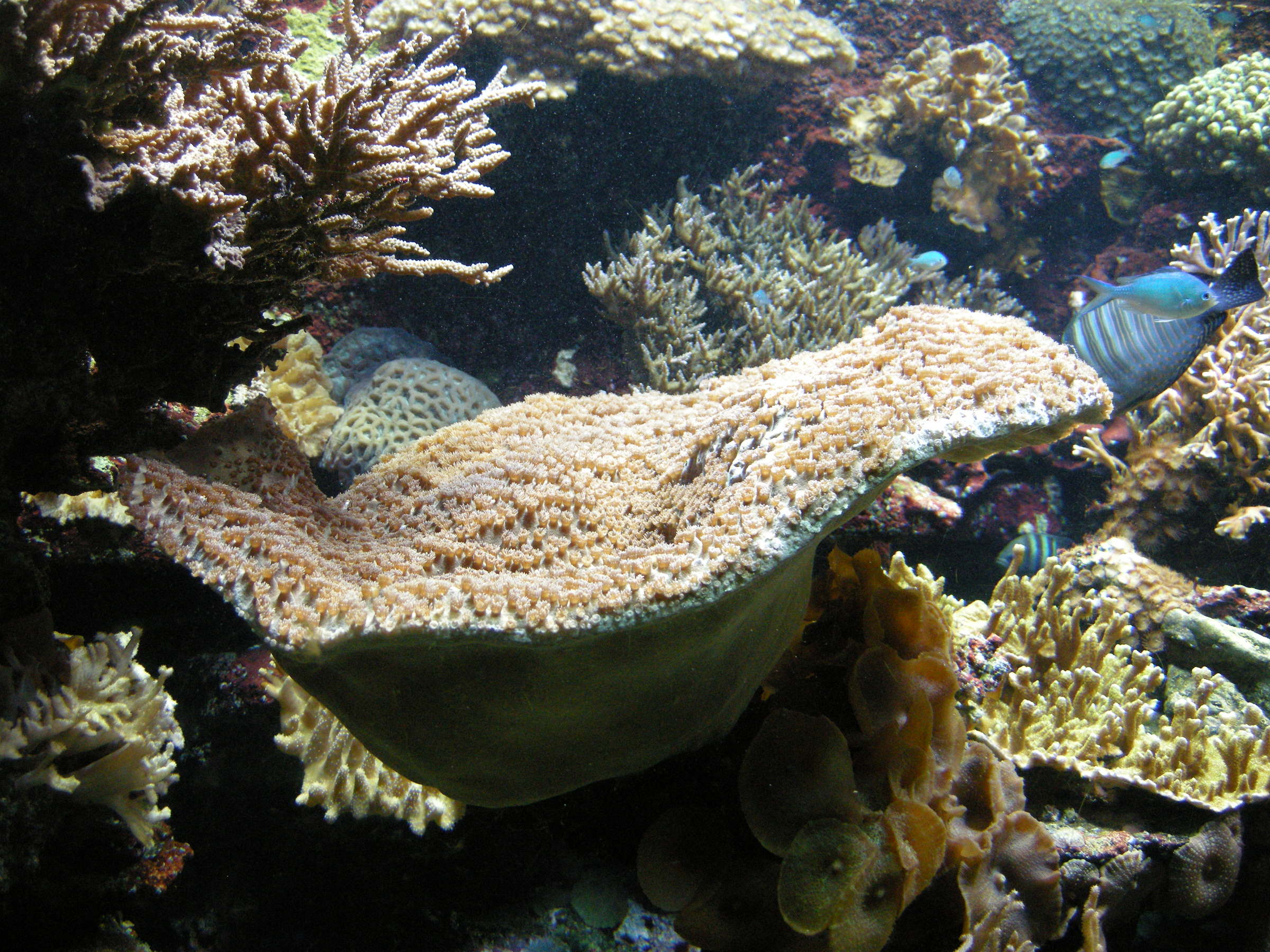 turbinaria_peltata1bd