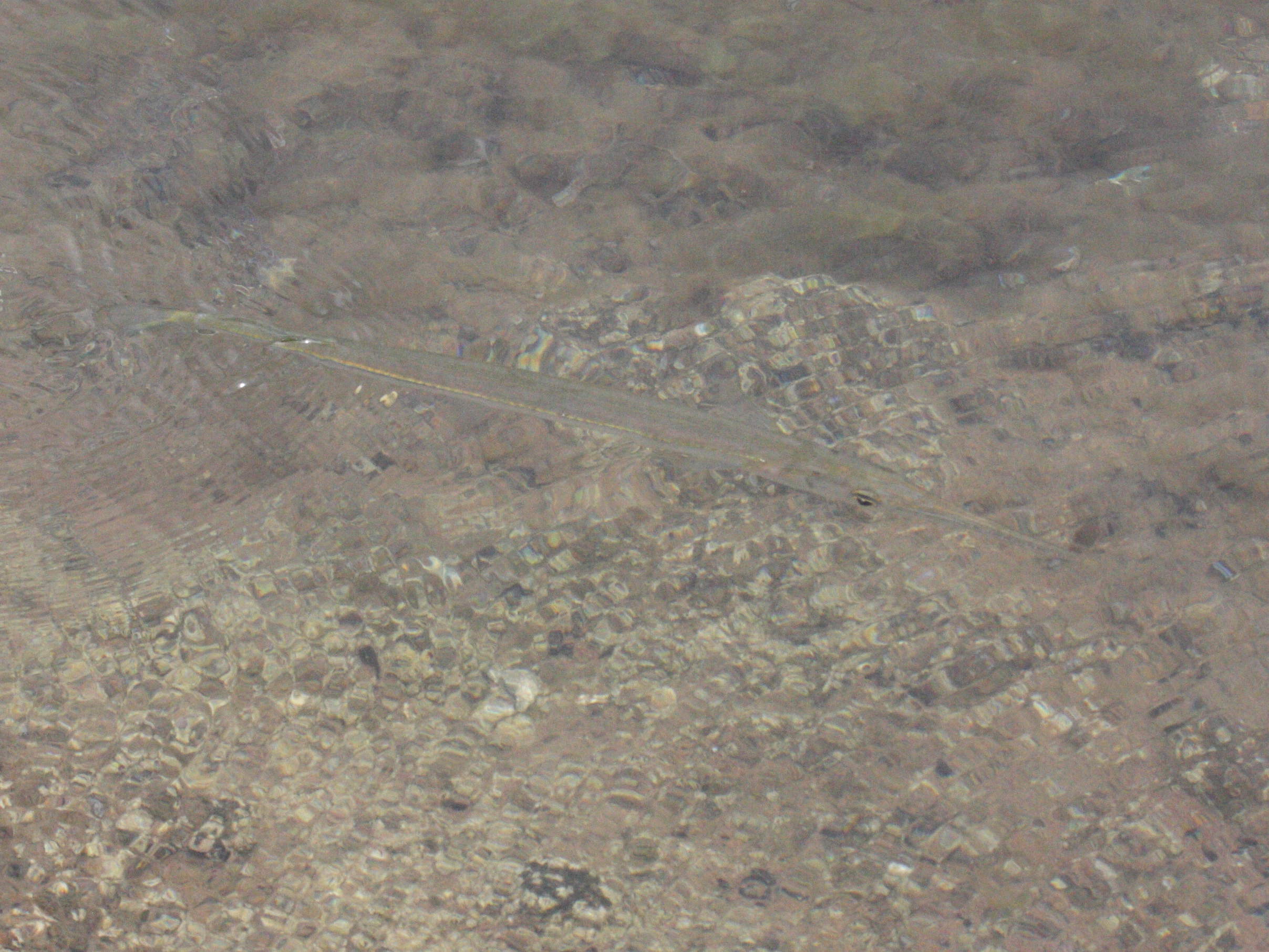 tylosurus_crocodilus_crocodilus1bd